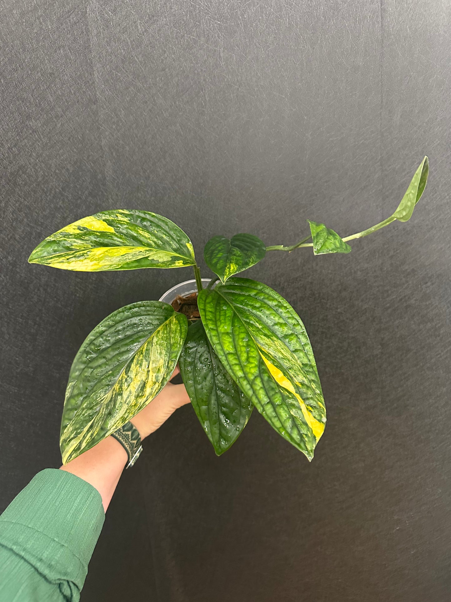 Monstera Peru Variegated 4in