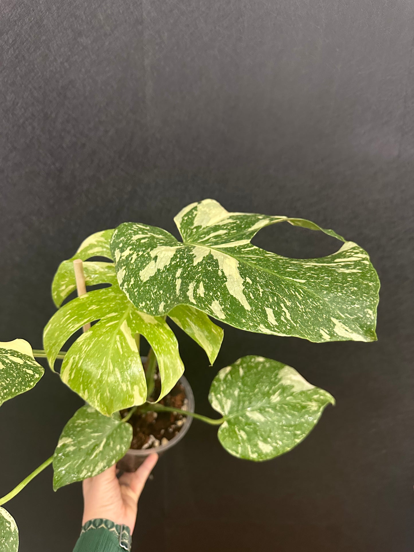 Monstera Creme Burlee 6in