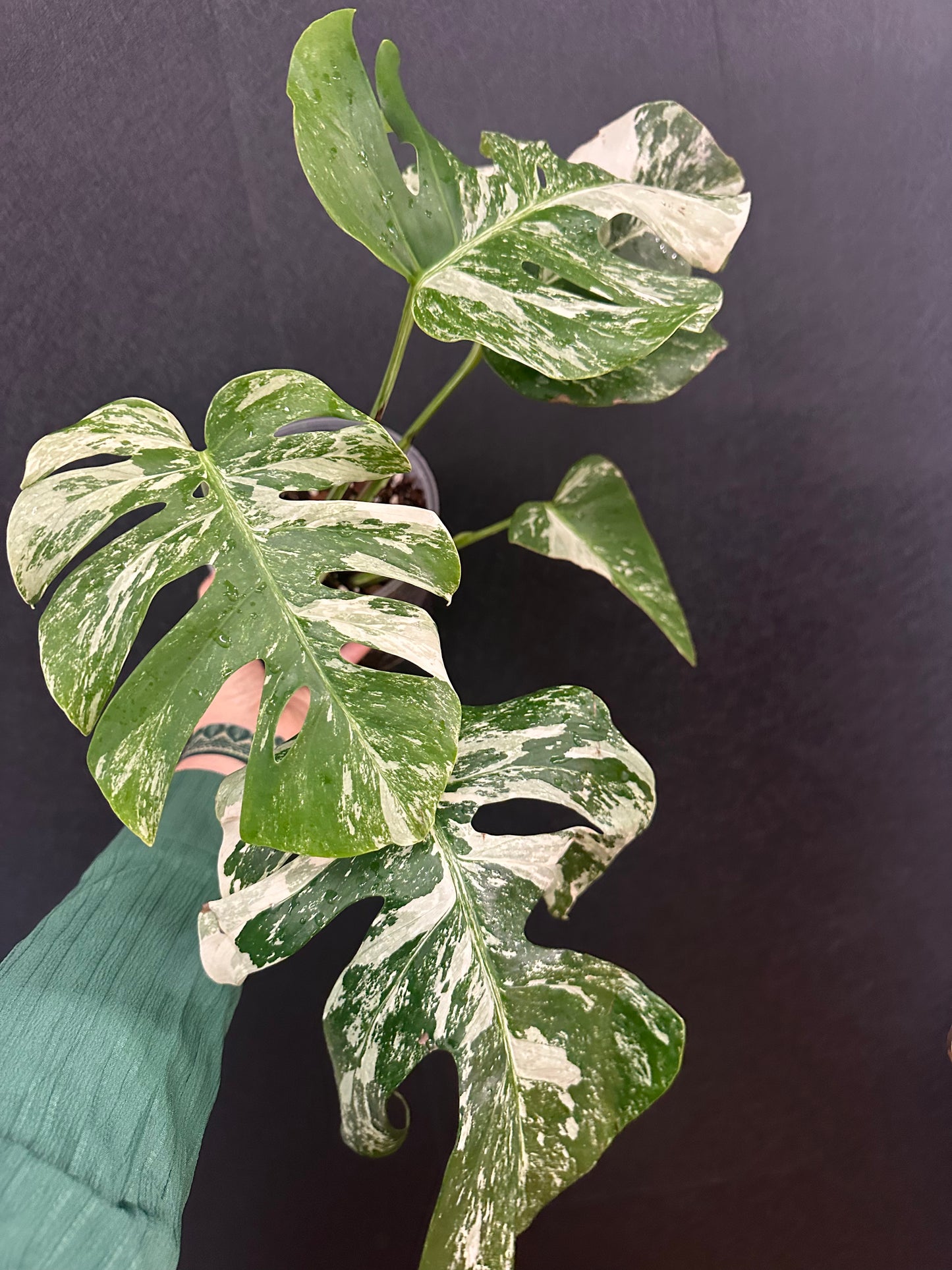 Monstera Borsigiana Albo 6in