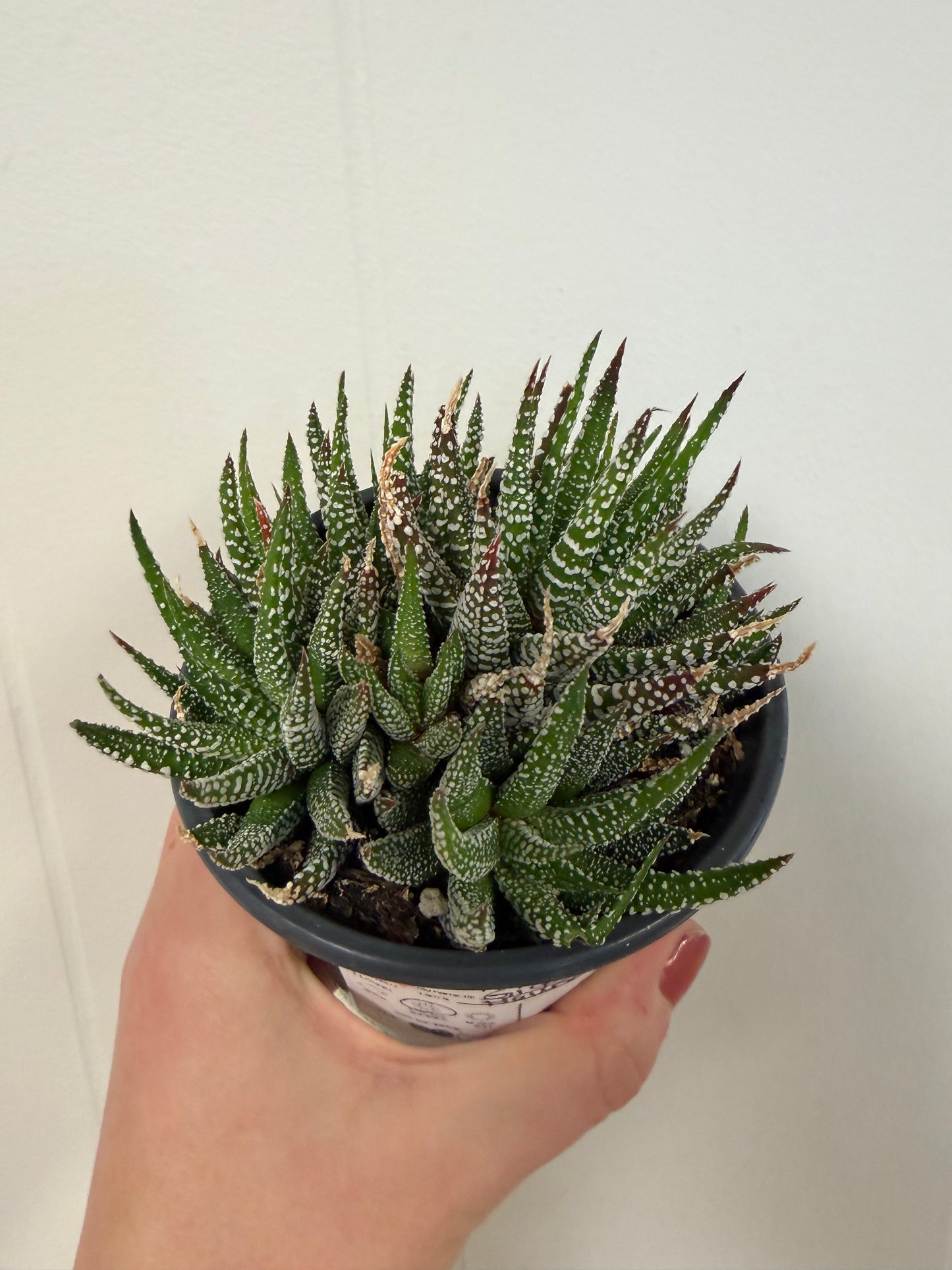 Gigantea Haworthia 4in