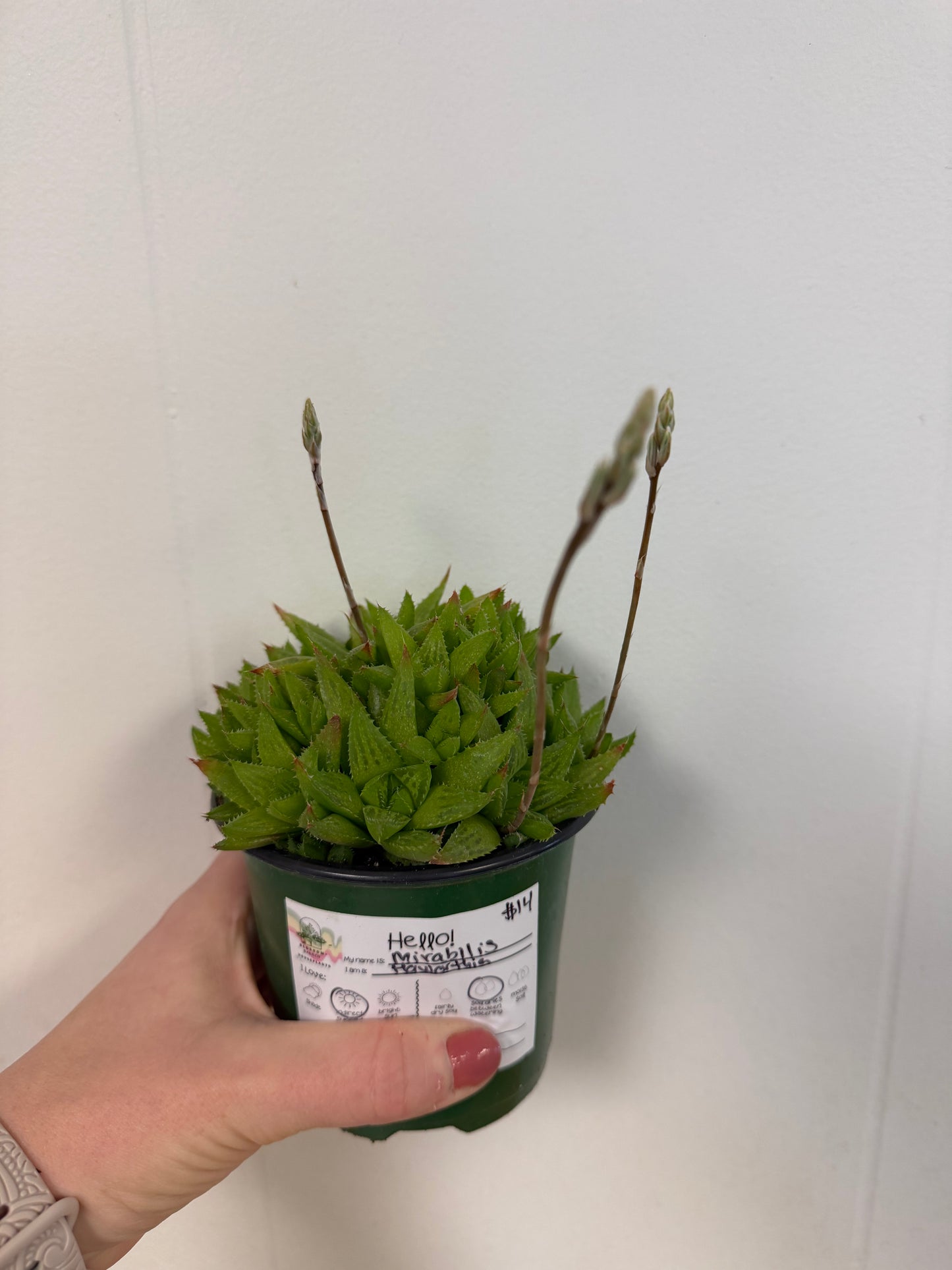 Mirabilis Haworthia 4in