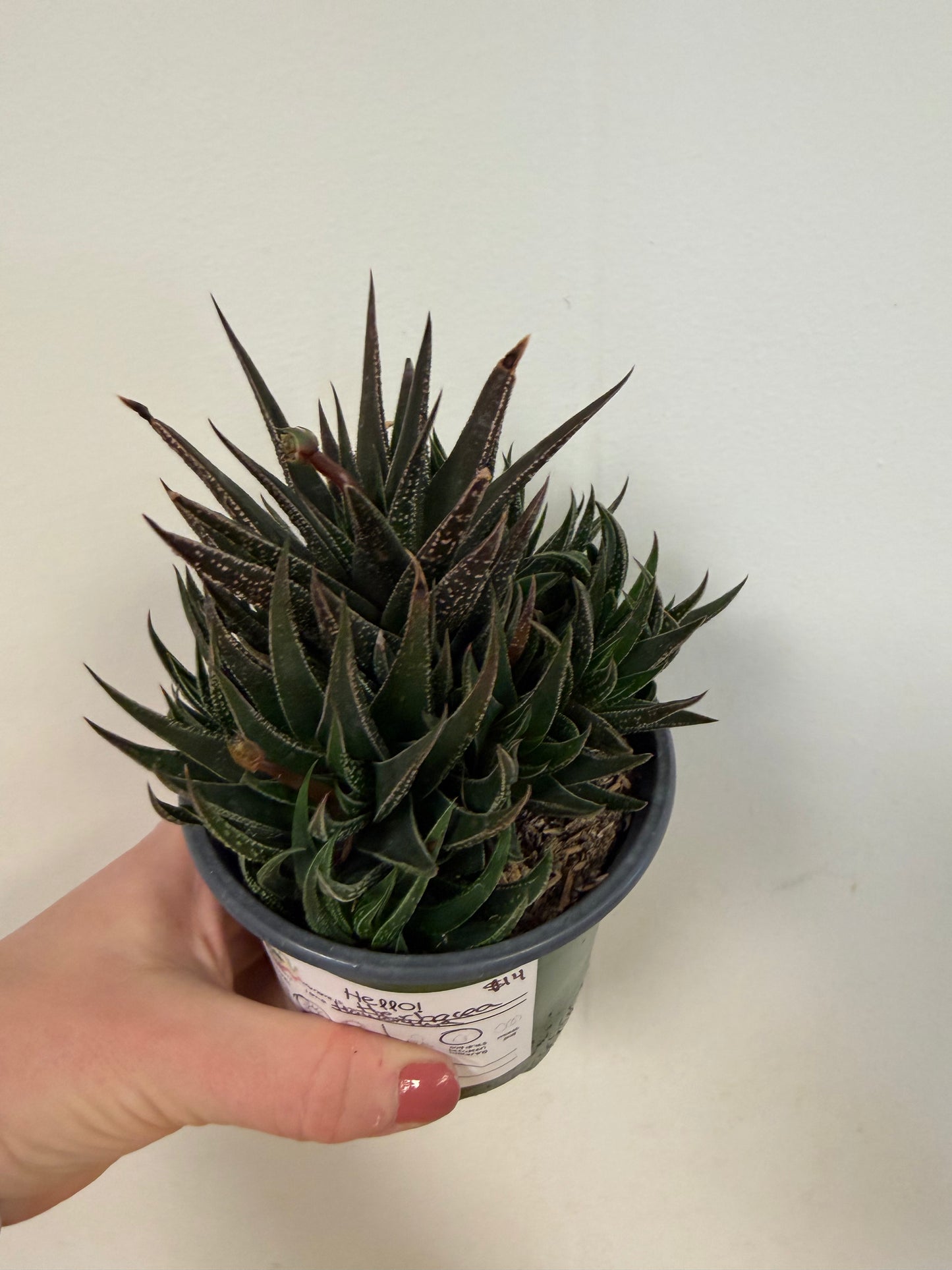 Herbacea Haworthia 4in