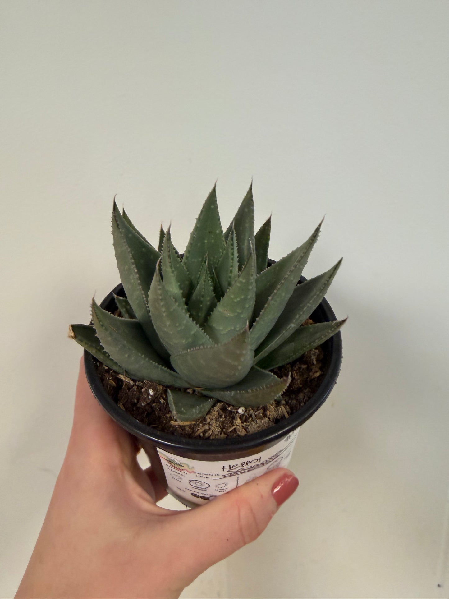 Savanna Haworthia 4in