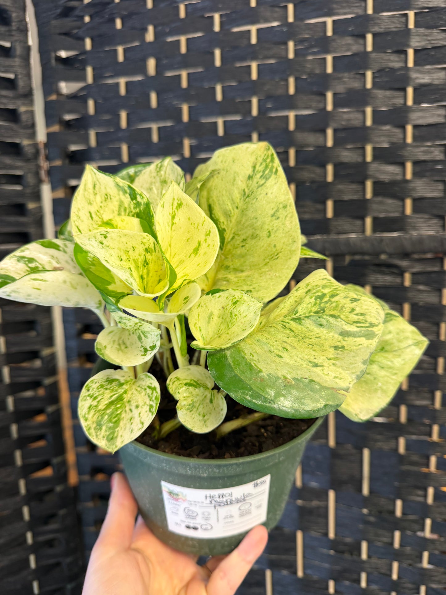 Manjula Pothos 6in