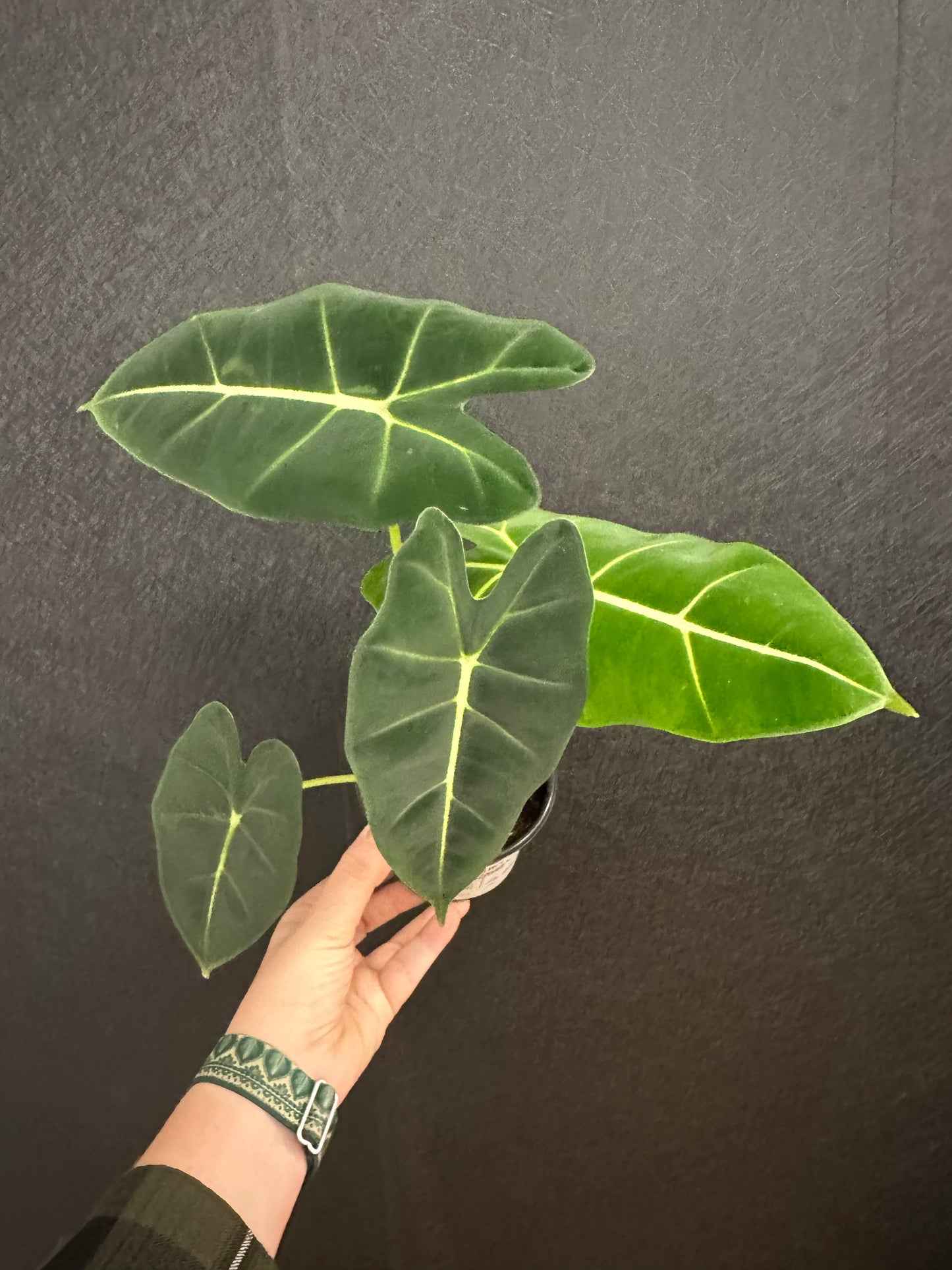 Alocasia Frydek 4in