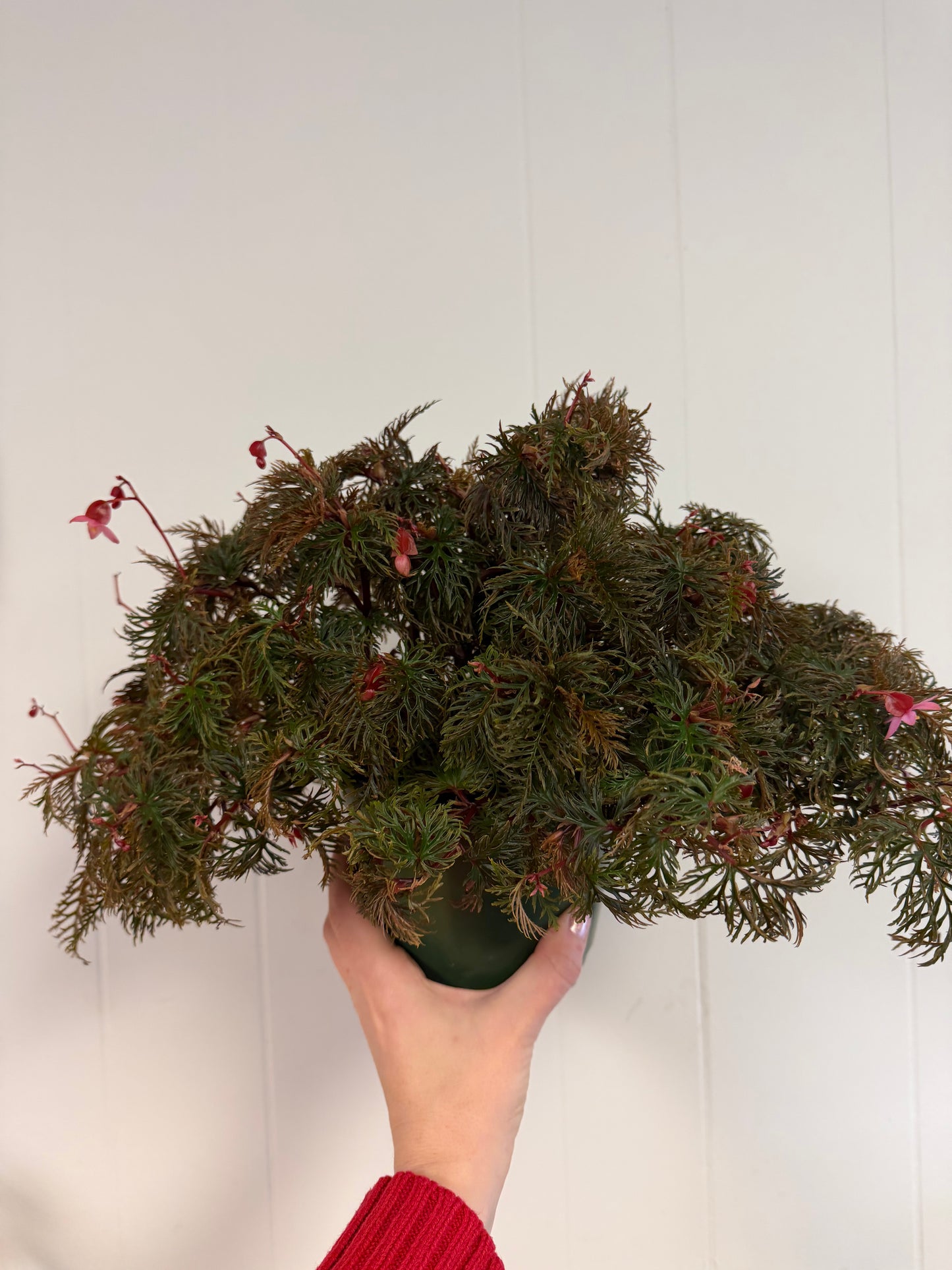Begonia Bipinnatifida 6in
