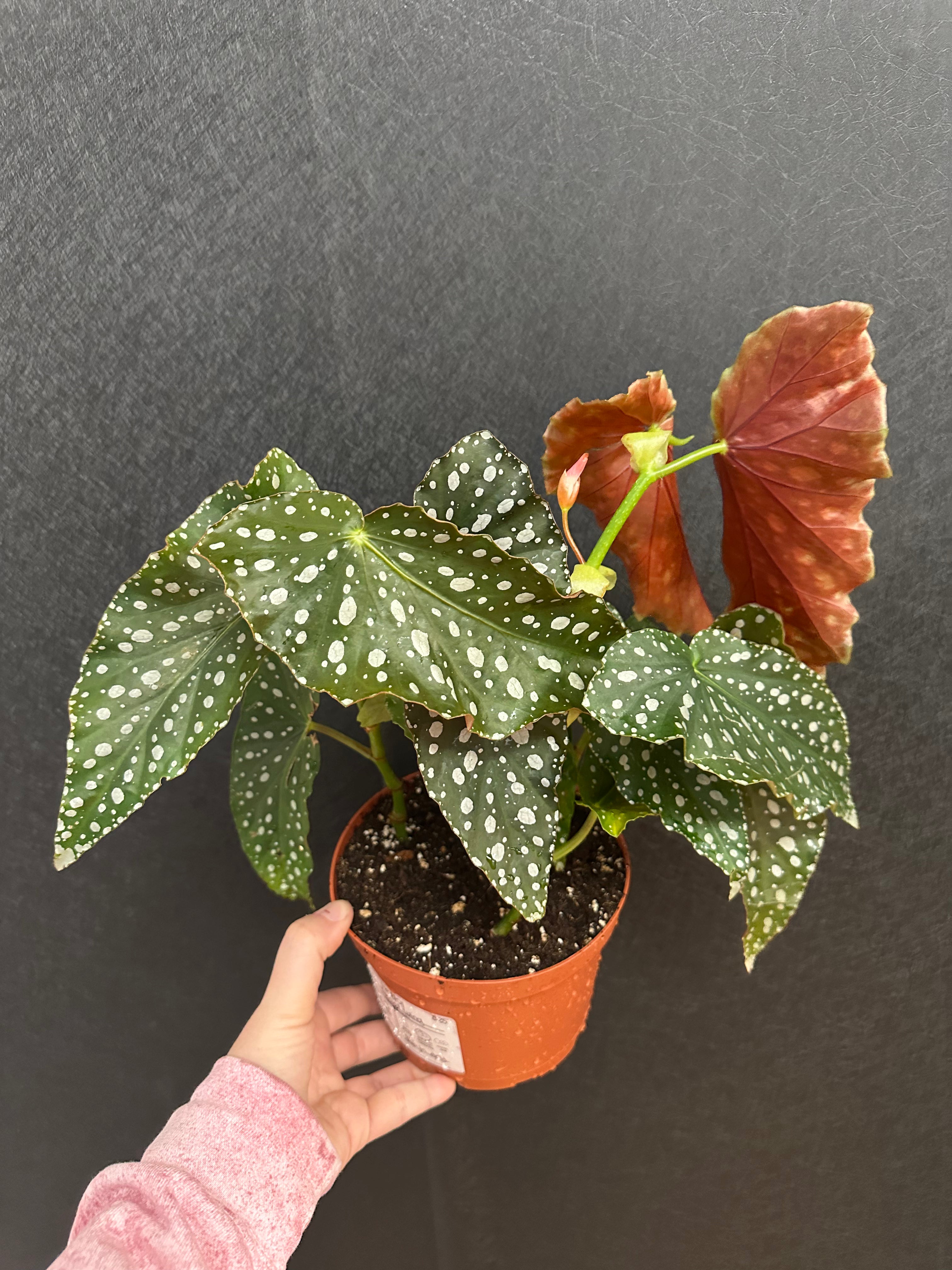 angel wing house plant Angel Wing Begonia 6in – Blossom + Branch Houseplants