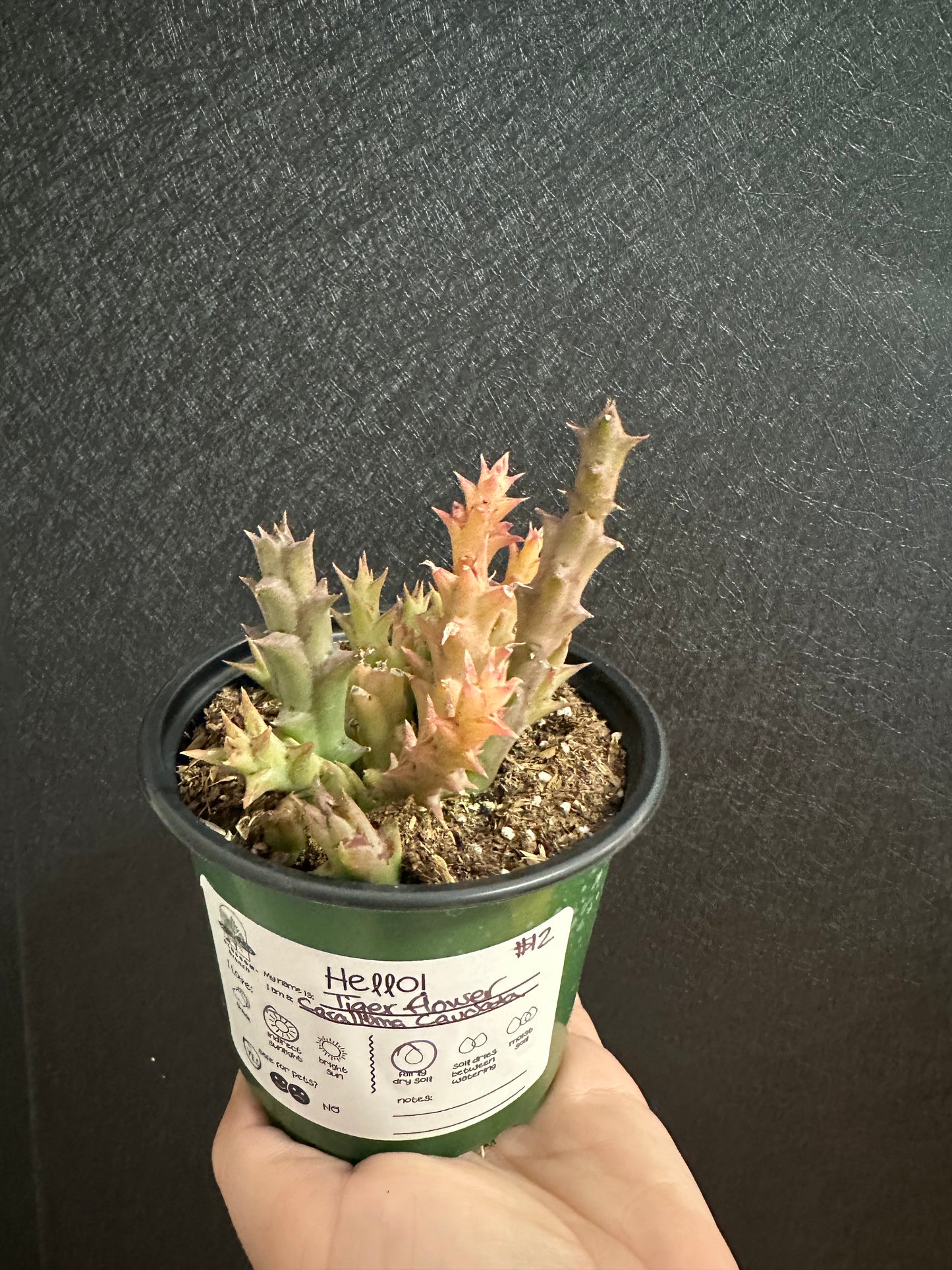 Tiger Flower Caralluma Caudata