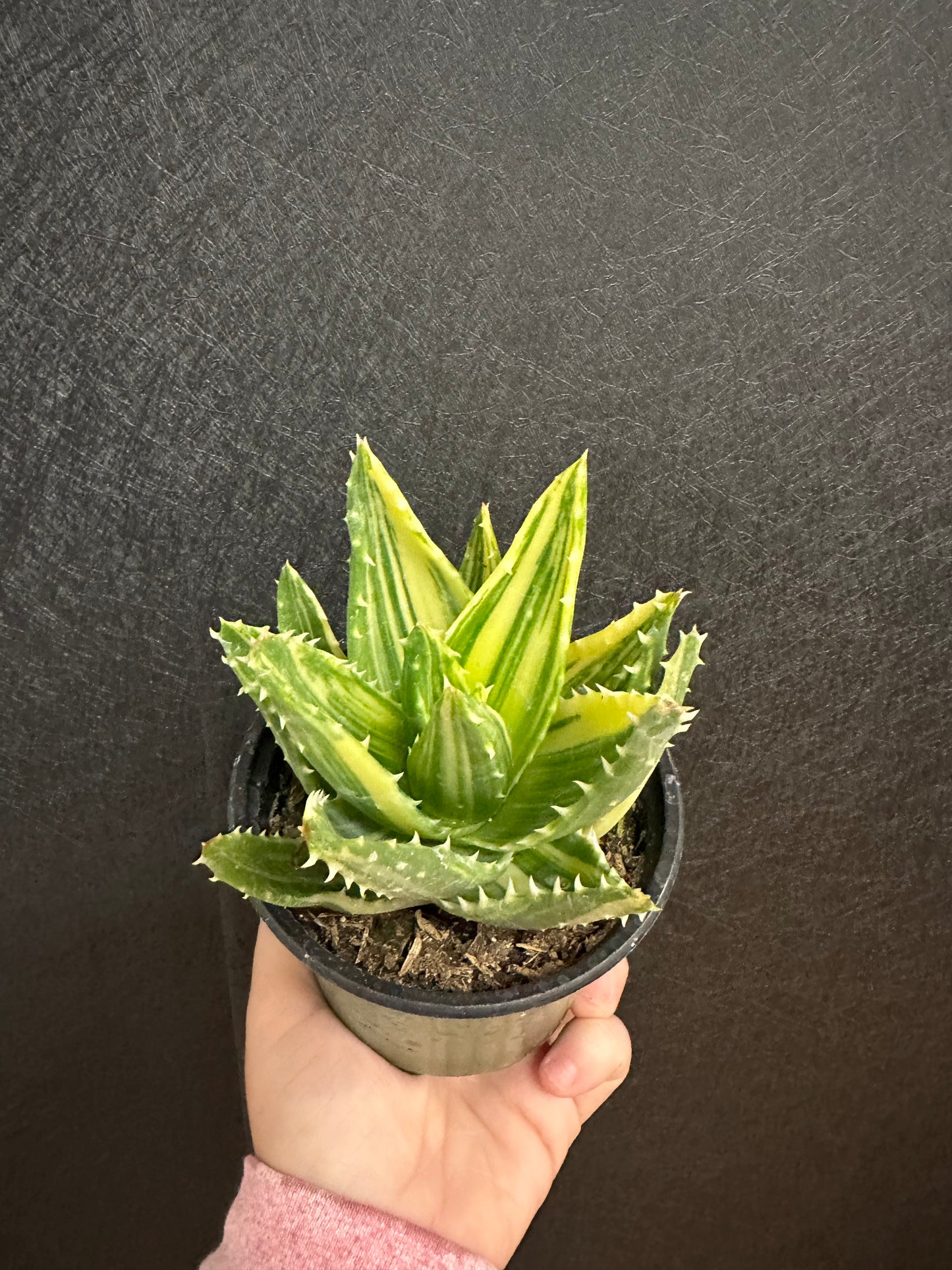 Gold Tooth Var. Aloe Nobilis