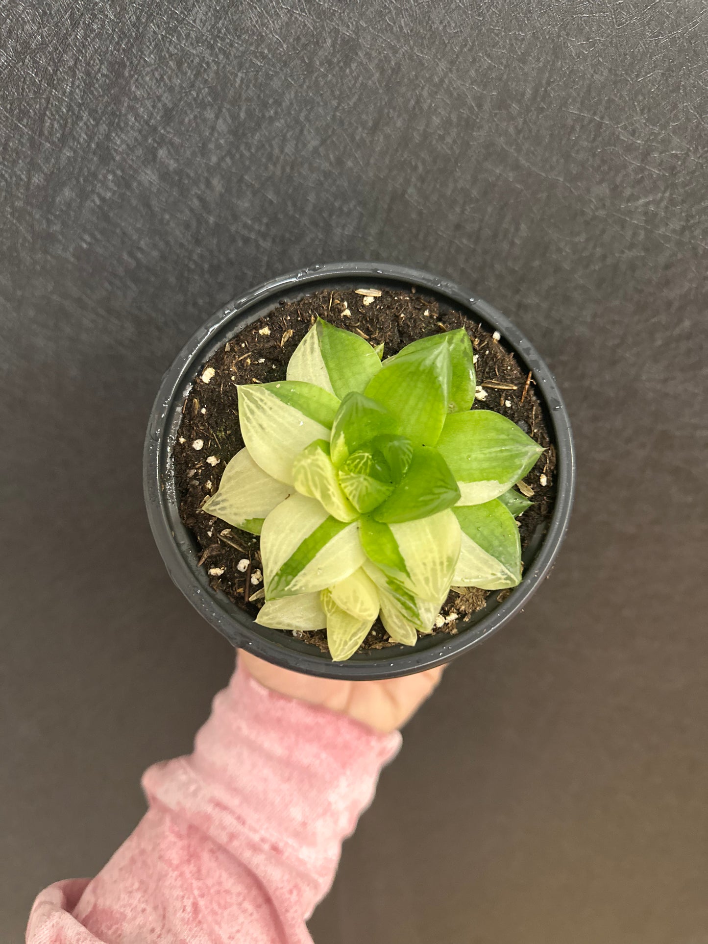 Haworthia Variegated