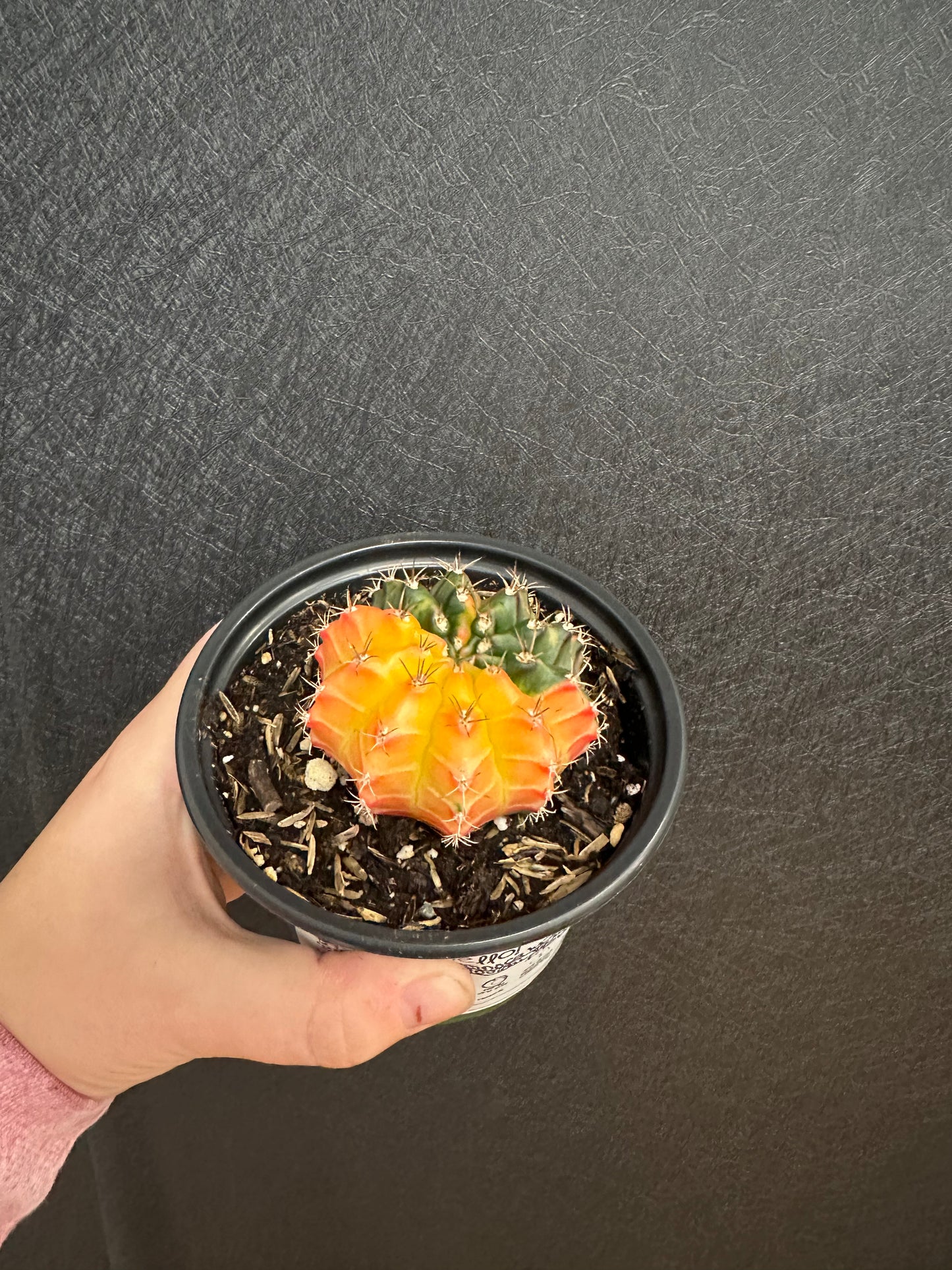 Gymnocalycium mihanovichii ‘Friedrichii’