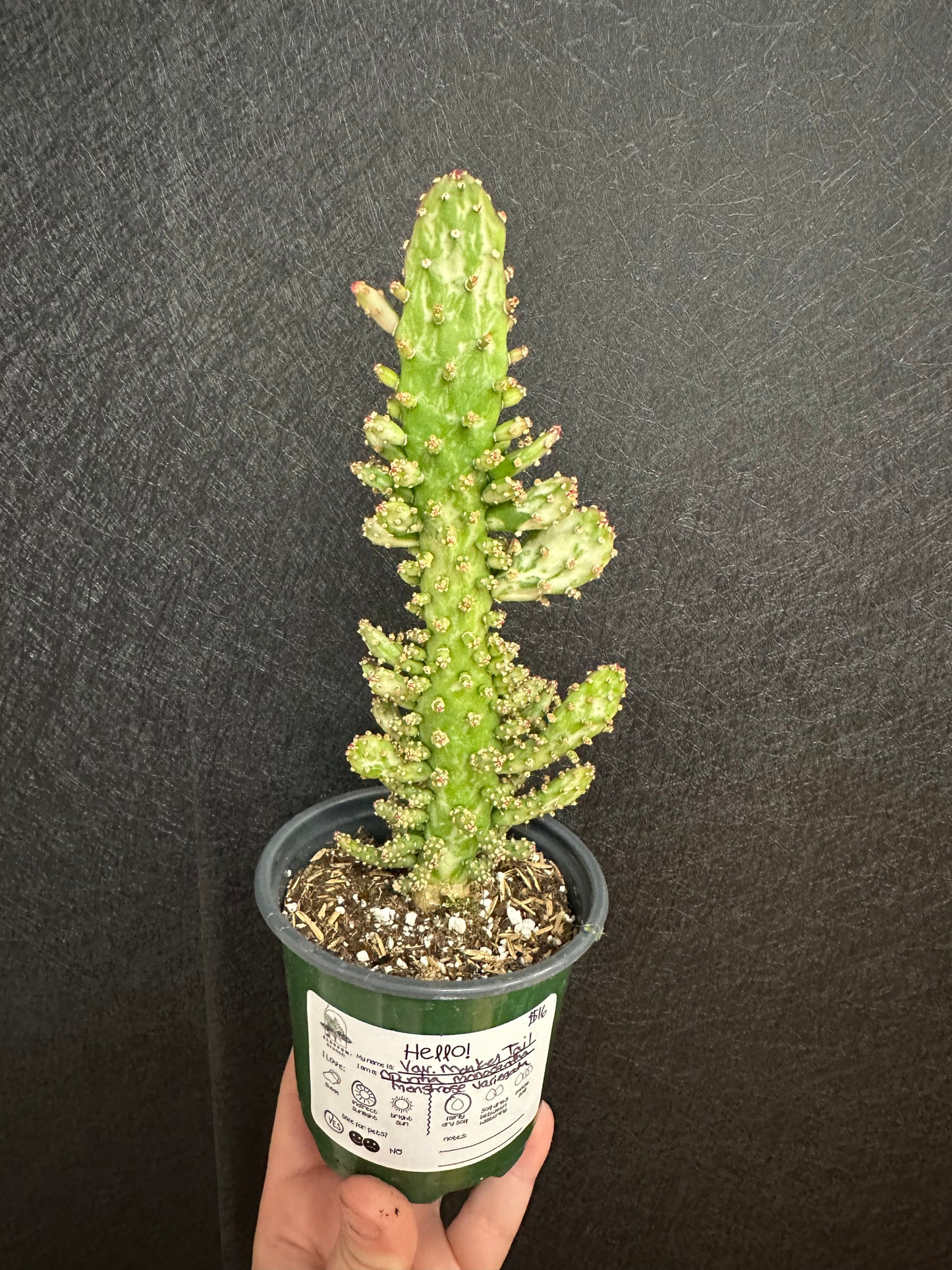 Variegated Monkey Tail