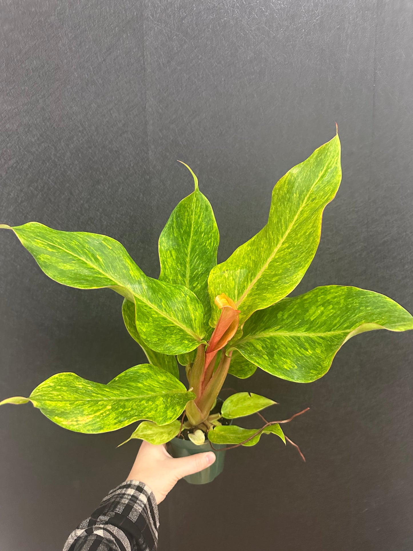 Philodendron Orange Marmalade 4in