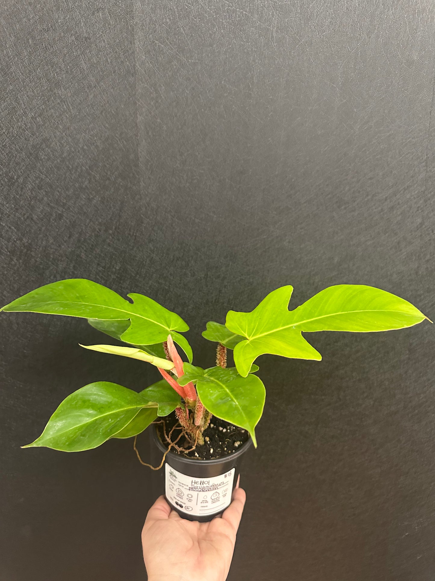 Philodendron Squamiferum 4in