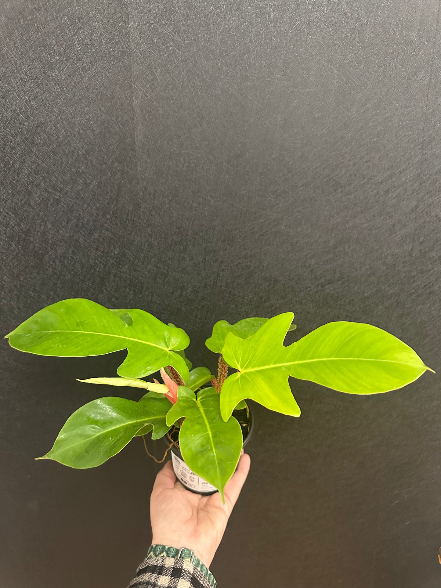 Philodendron Squamiferum 4in