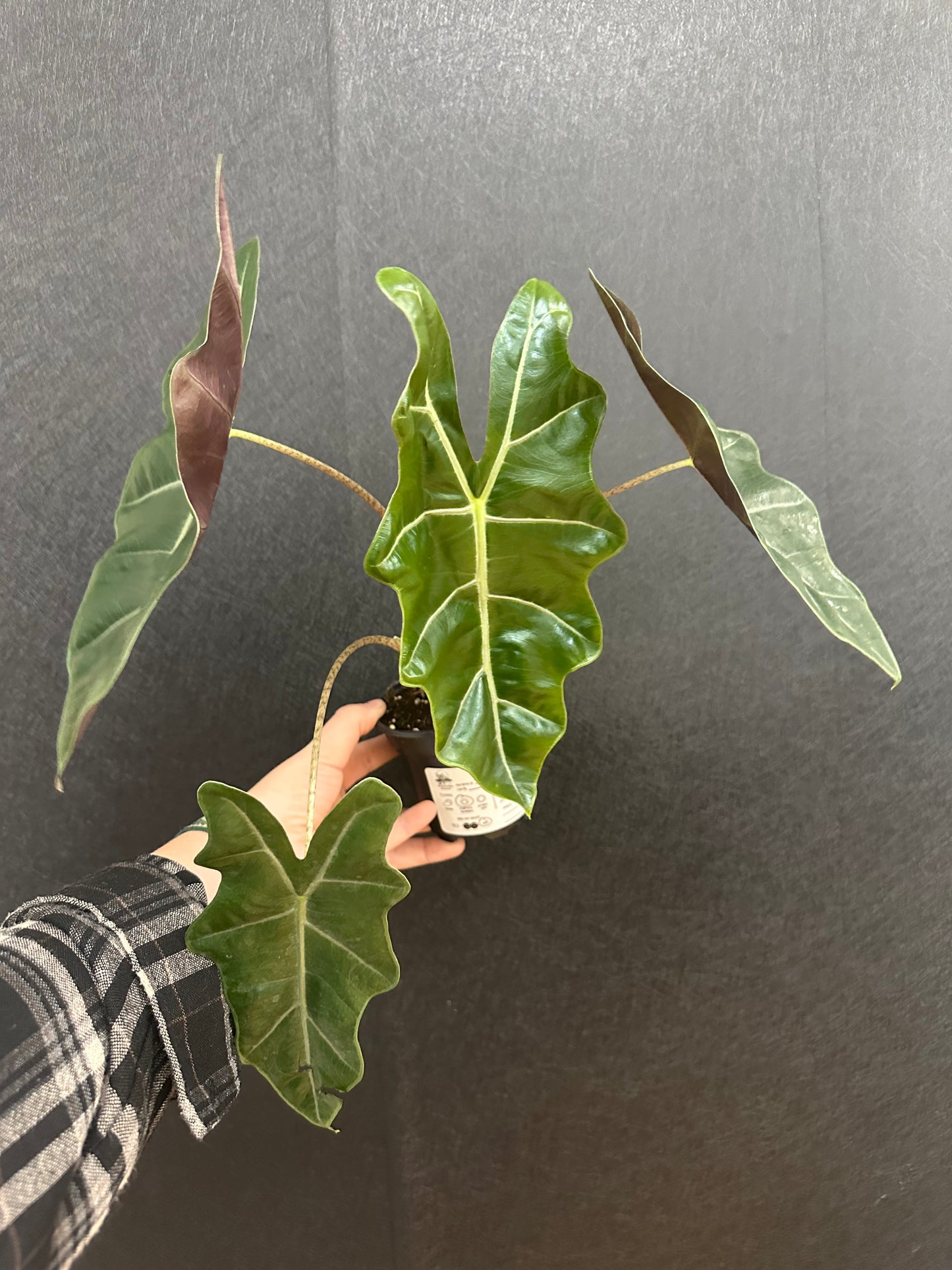 Alocasia Sanderina 4in