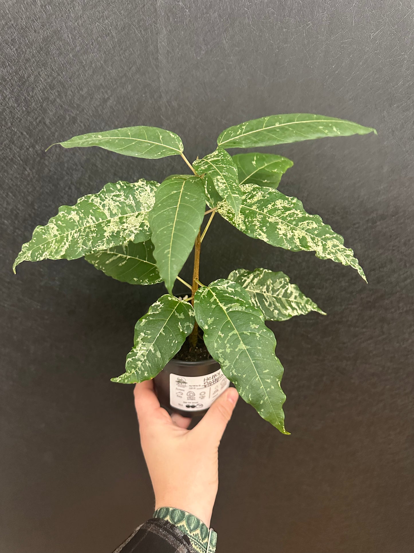 Ficus Aspera 4in