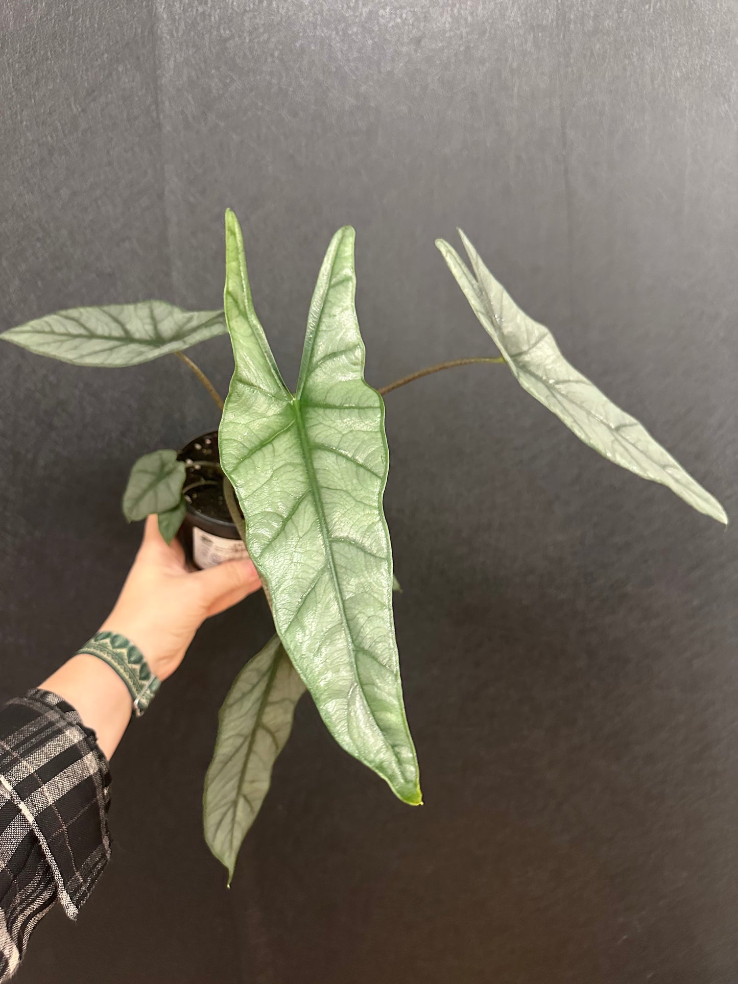 Alocasia Blue Metallic 4in