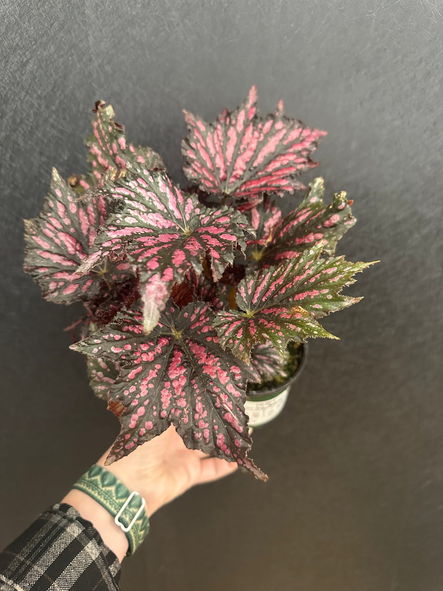 Bewitched Red and Black Begonia 4in