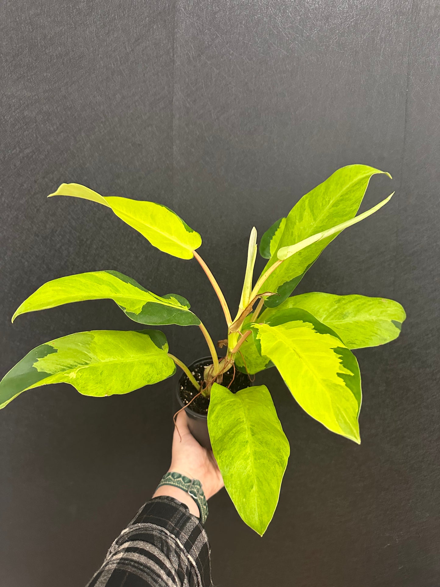 Thai Sunrise Philodendron 4in
