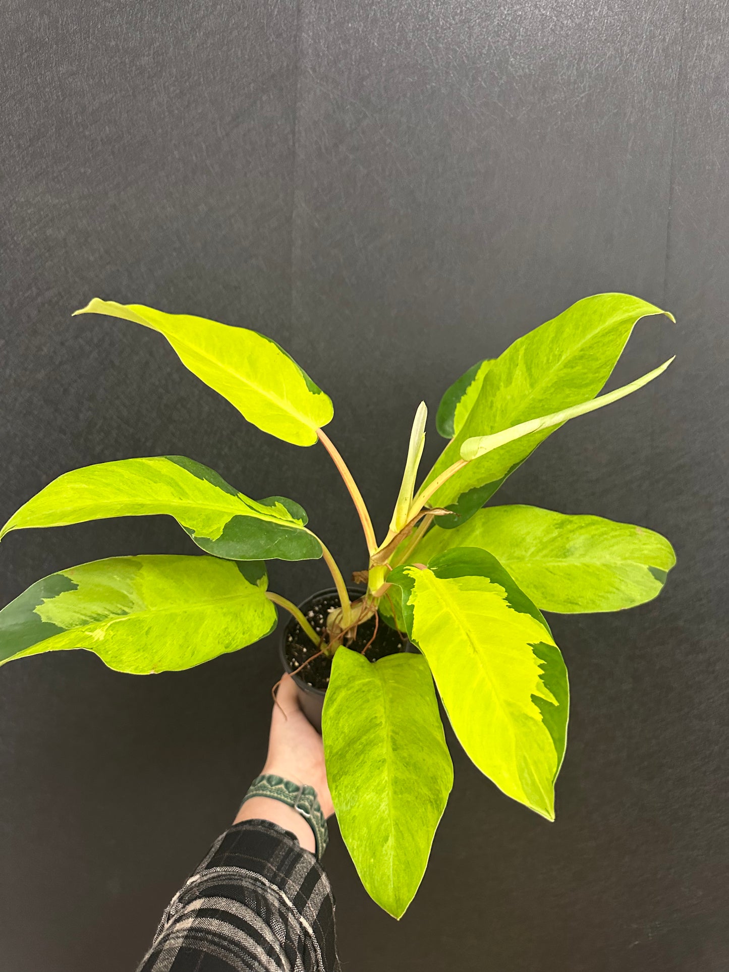 Thai Sunrise Philodendron 4in