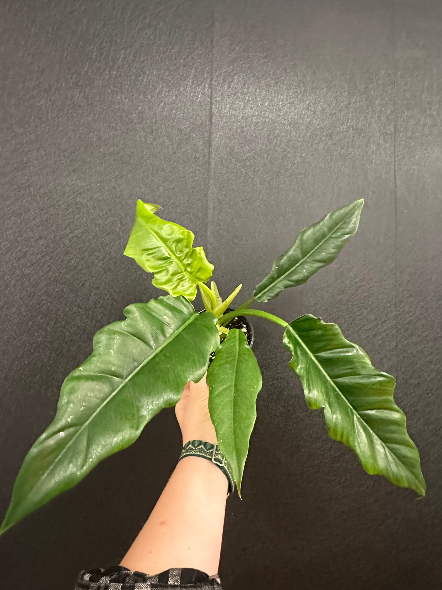 Philodendron Pluto 4in