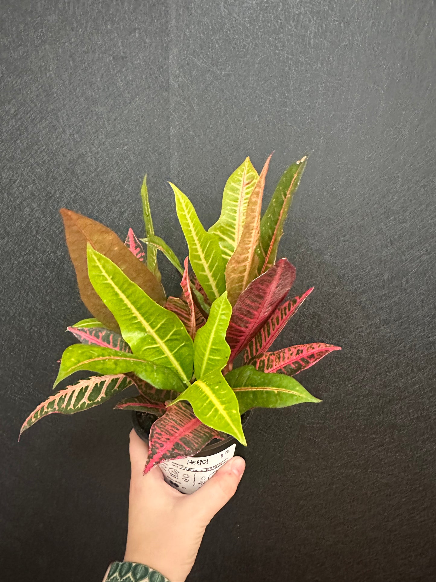 Nervia Croton 4in
