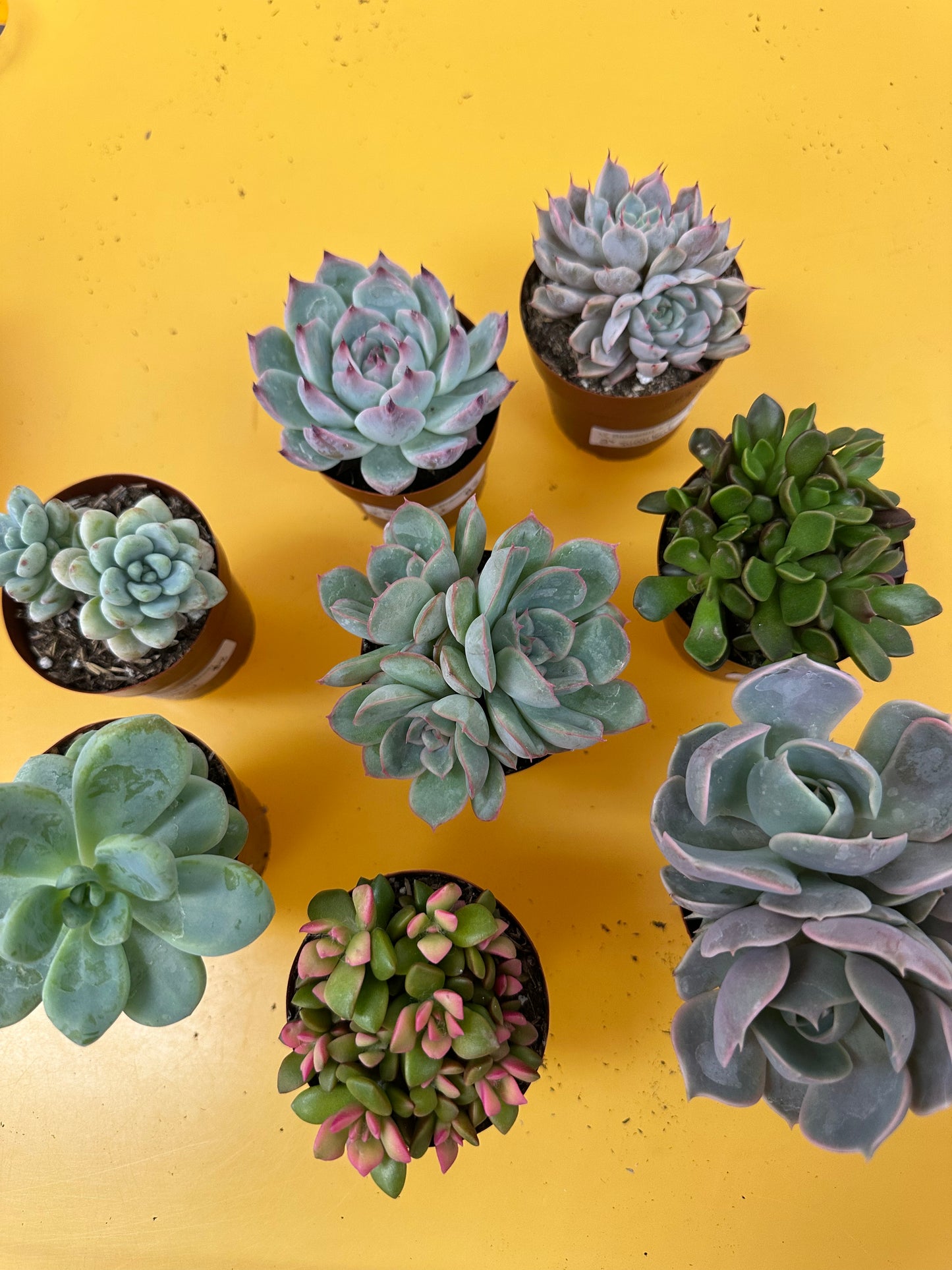 2in Succulents, assorted