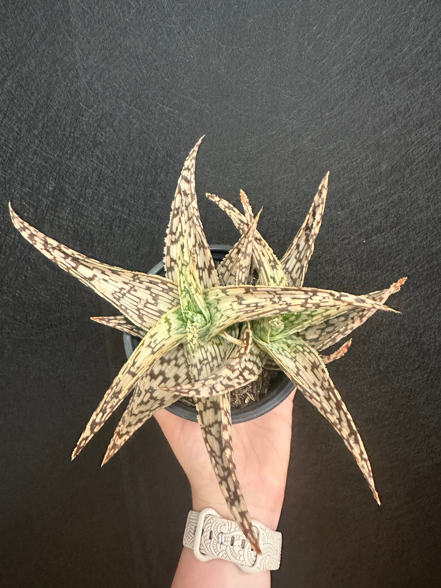Guido Aloe 4in