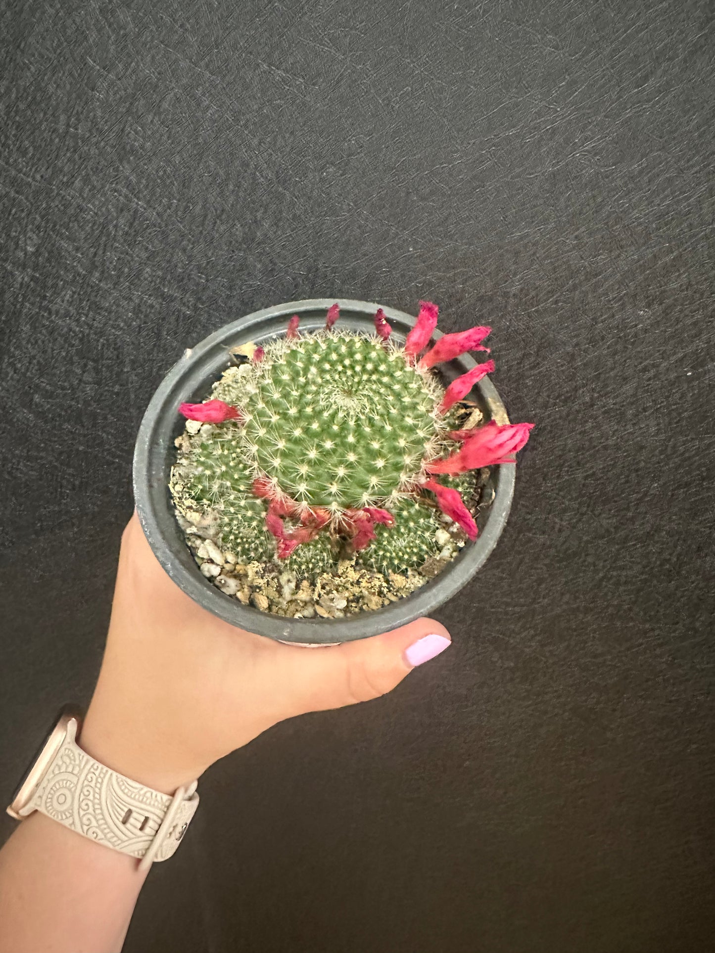 Rebutia Miniscula Cactus 4in
