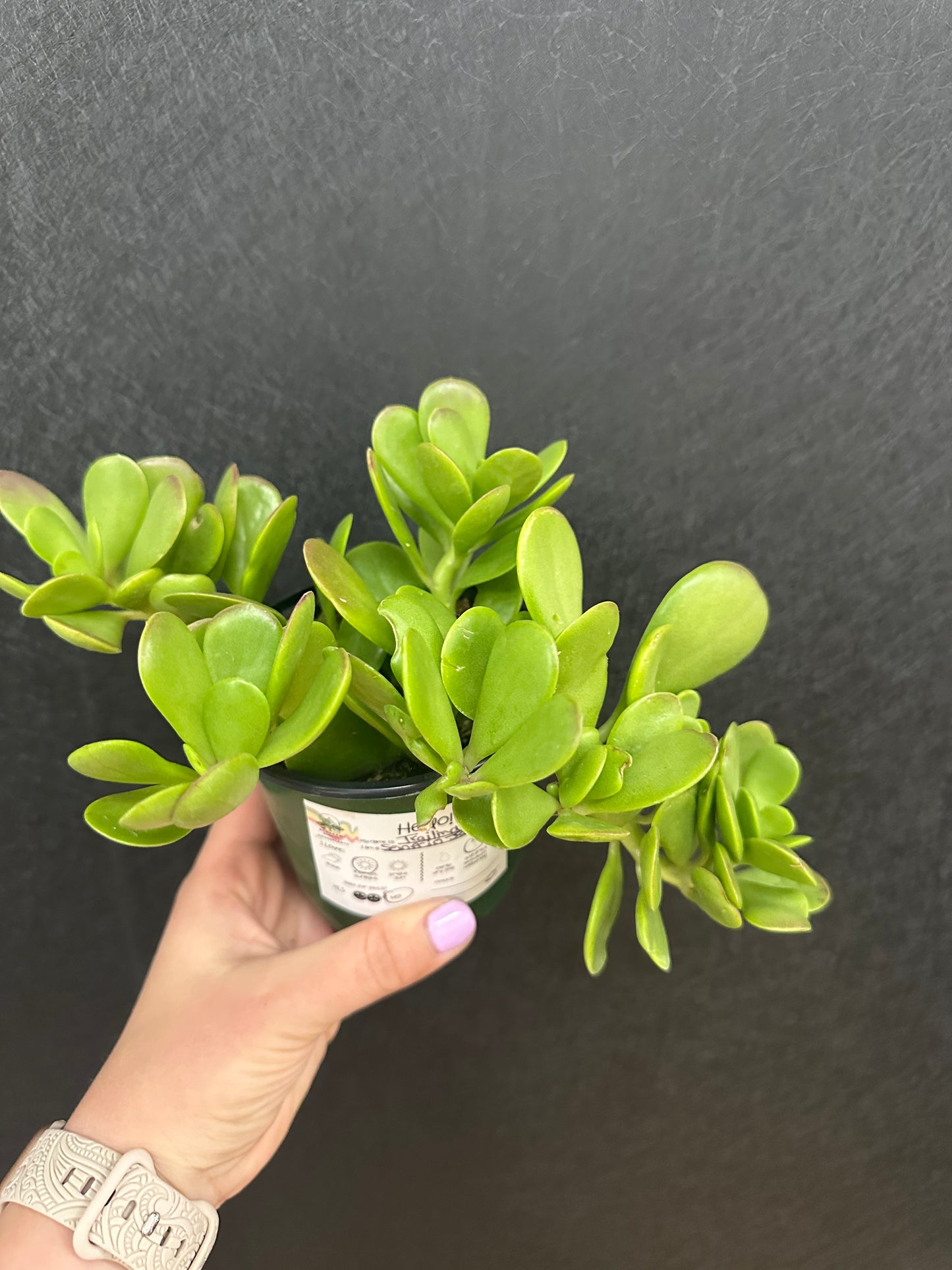 Trailing Jade 4in