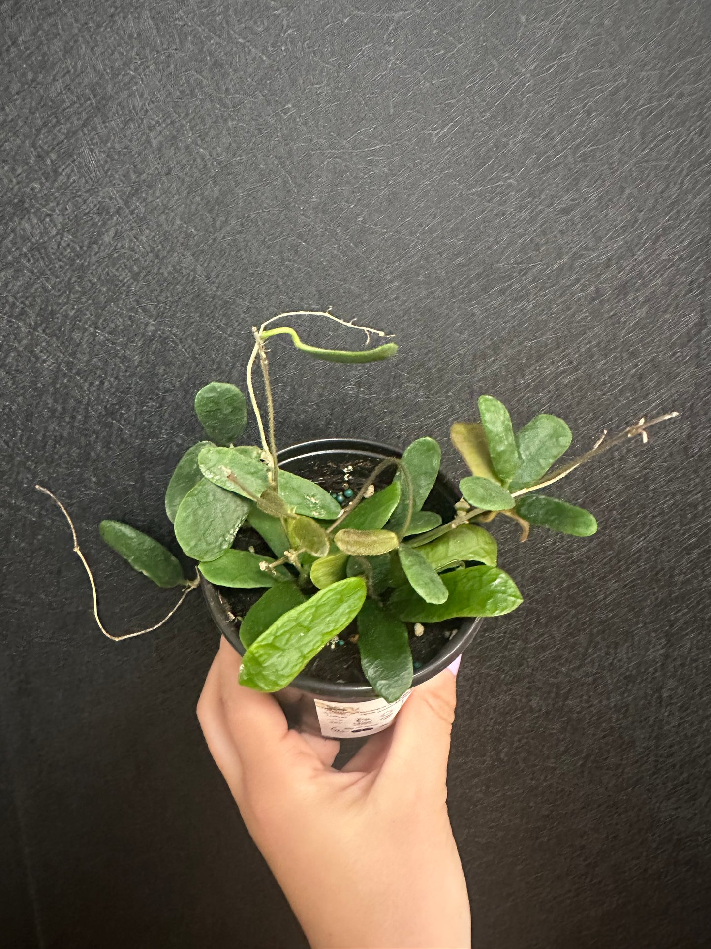 Rotundafolia Hoya 4in