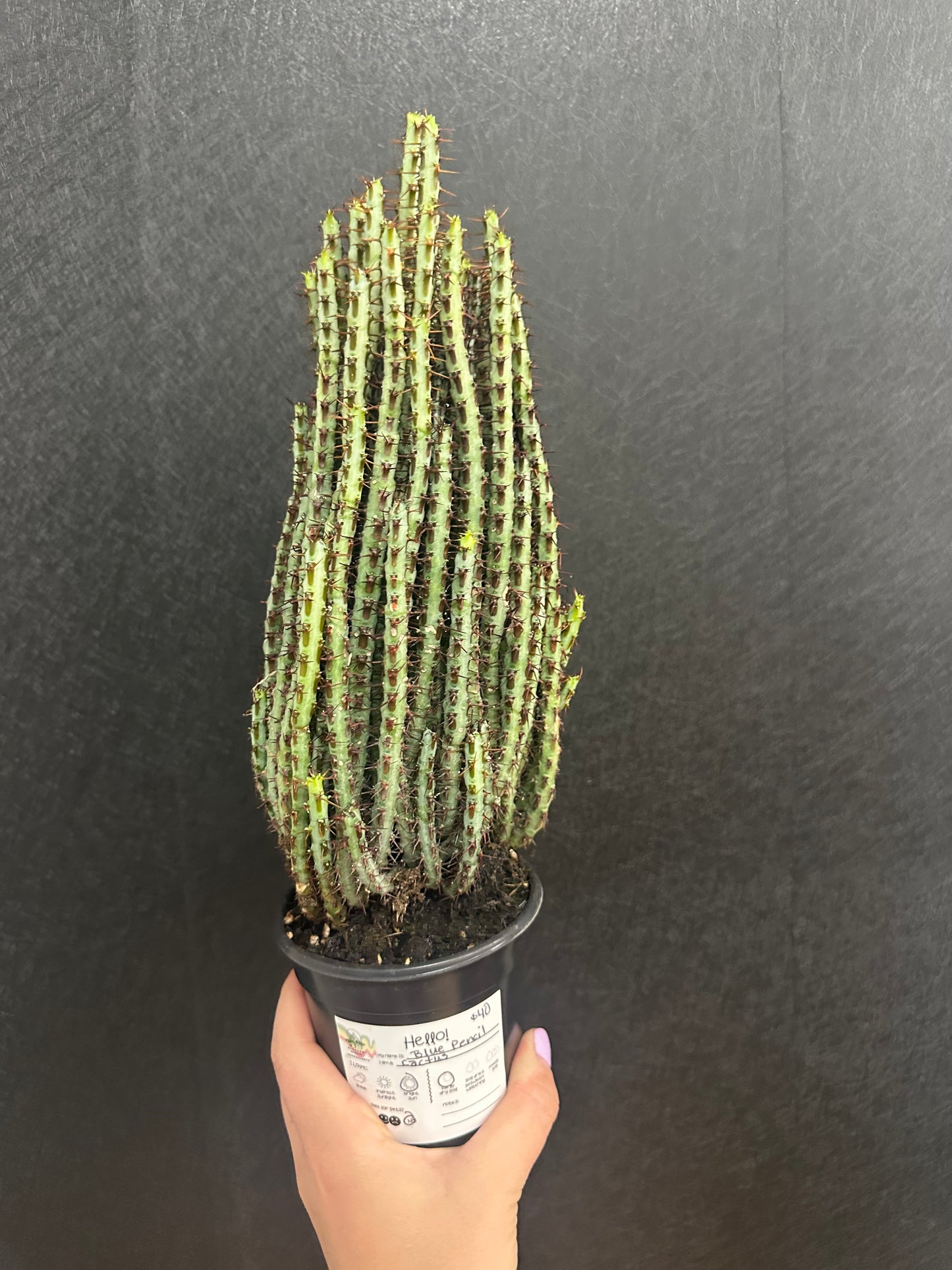 Blue Pencil Cactus 4in