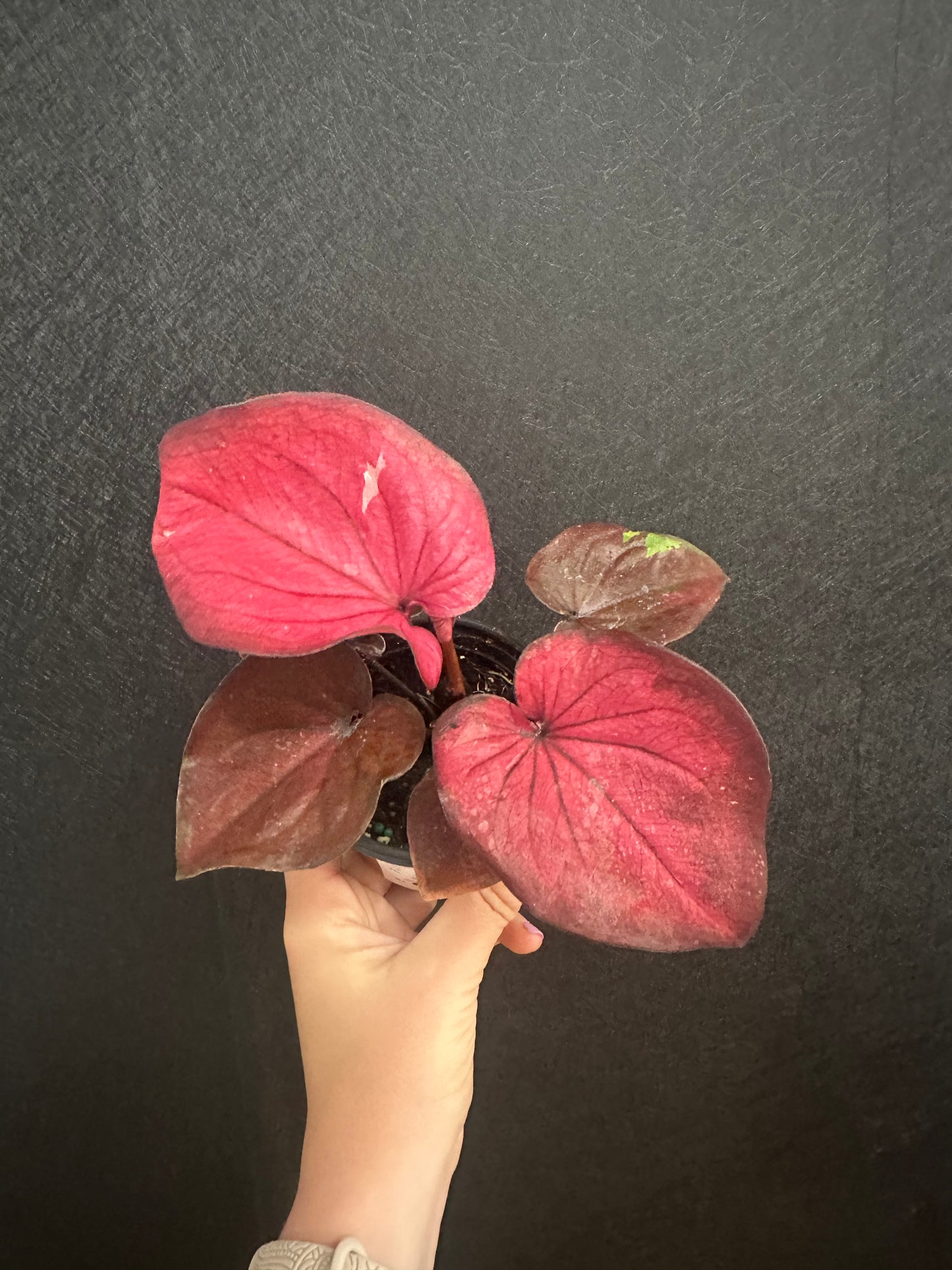 Hot Dance Caladium 4in