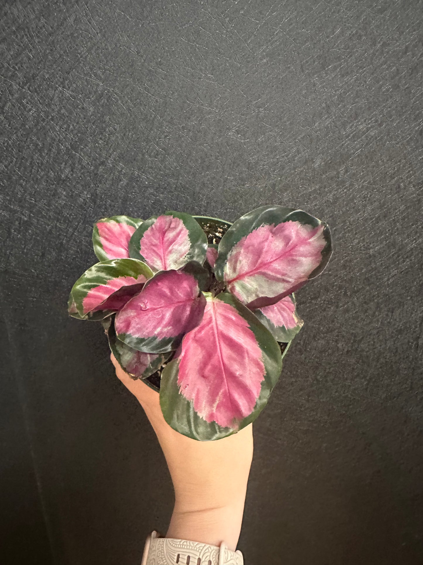 Rosy Calathea 4in