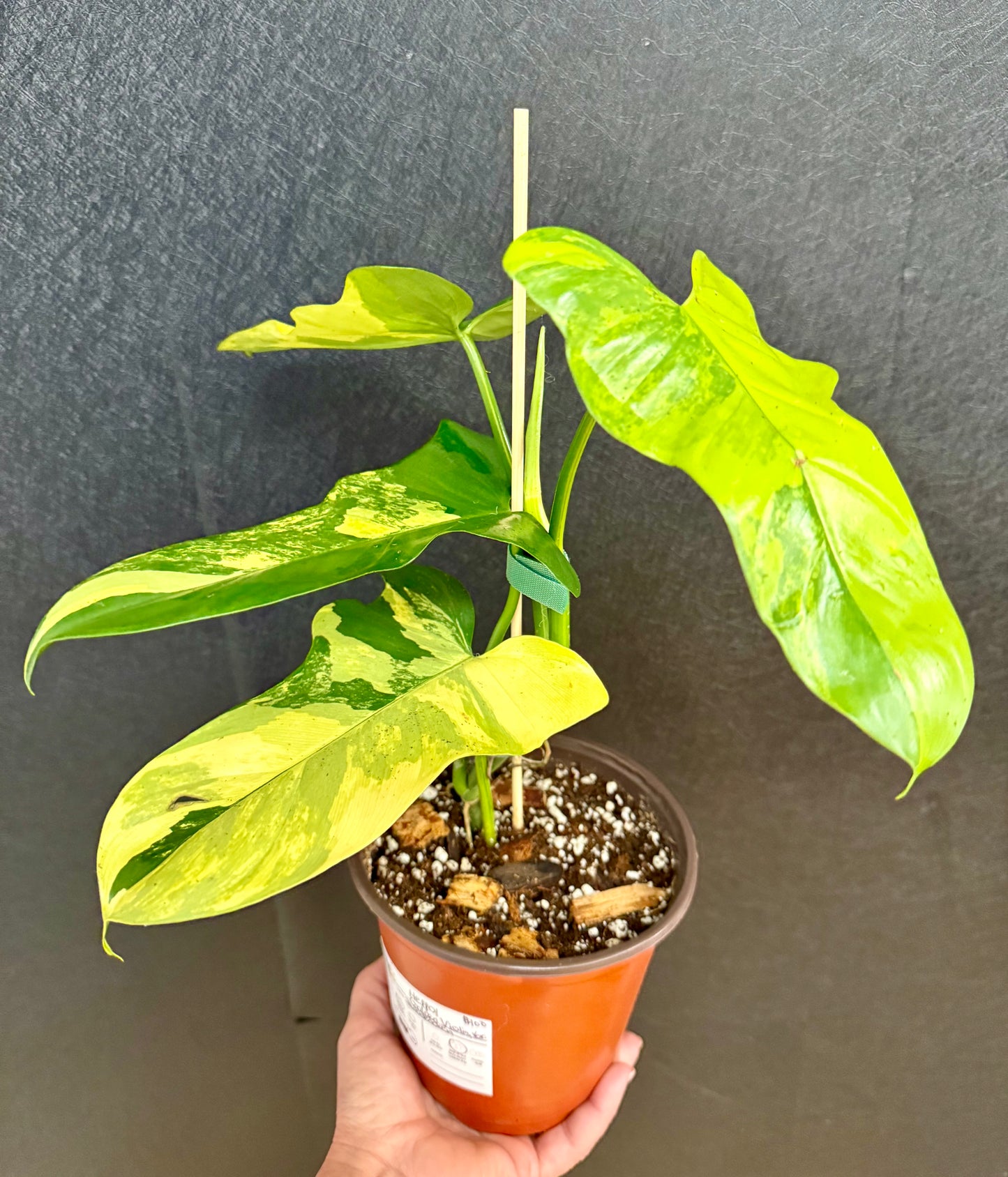 Philodendron Golden Violin, variegated 6in