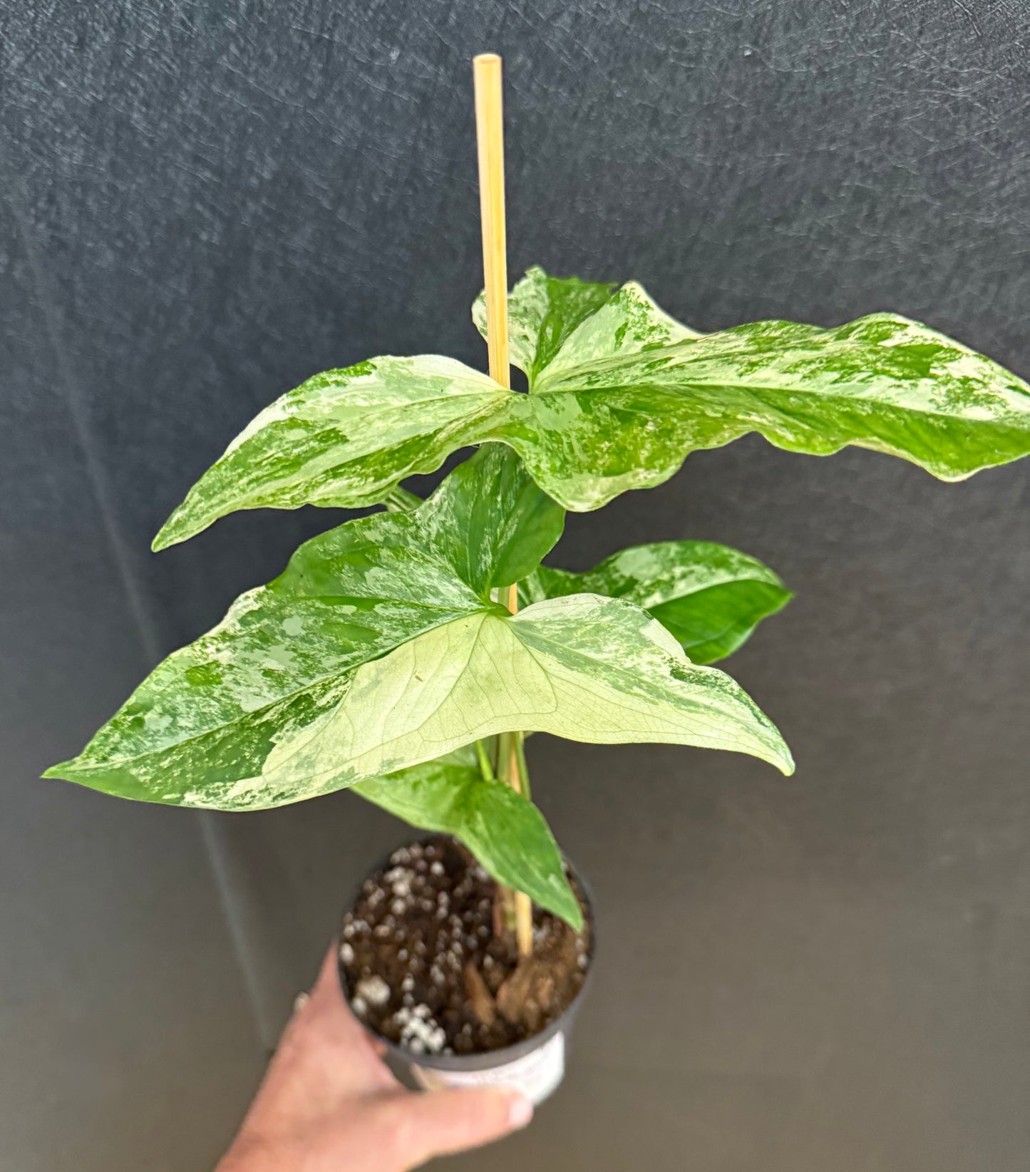 Syngonium Albo 4in