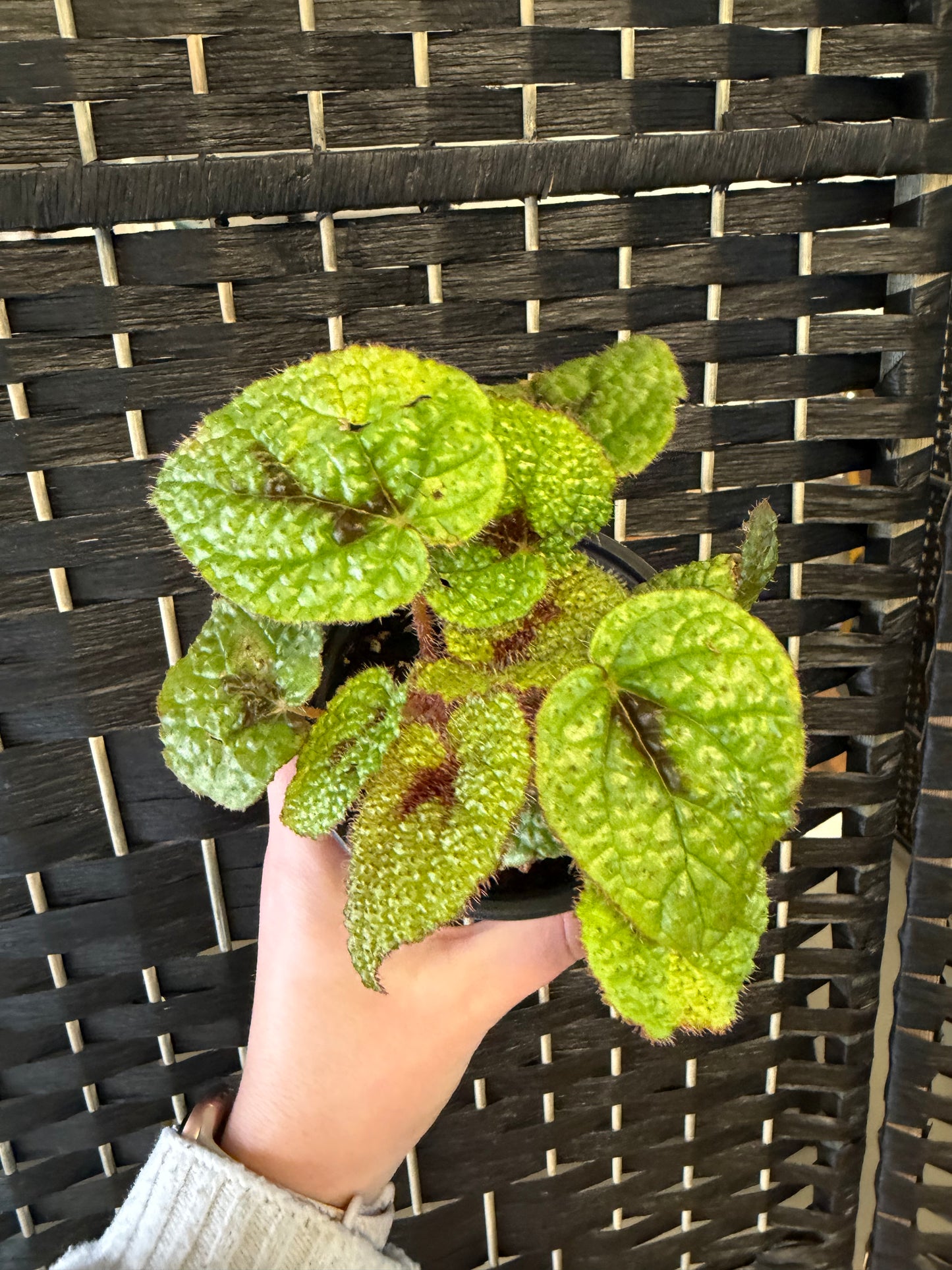 Iron Cross Begonia 4in