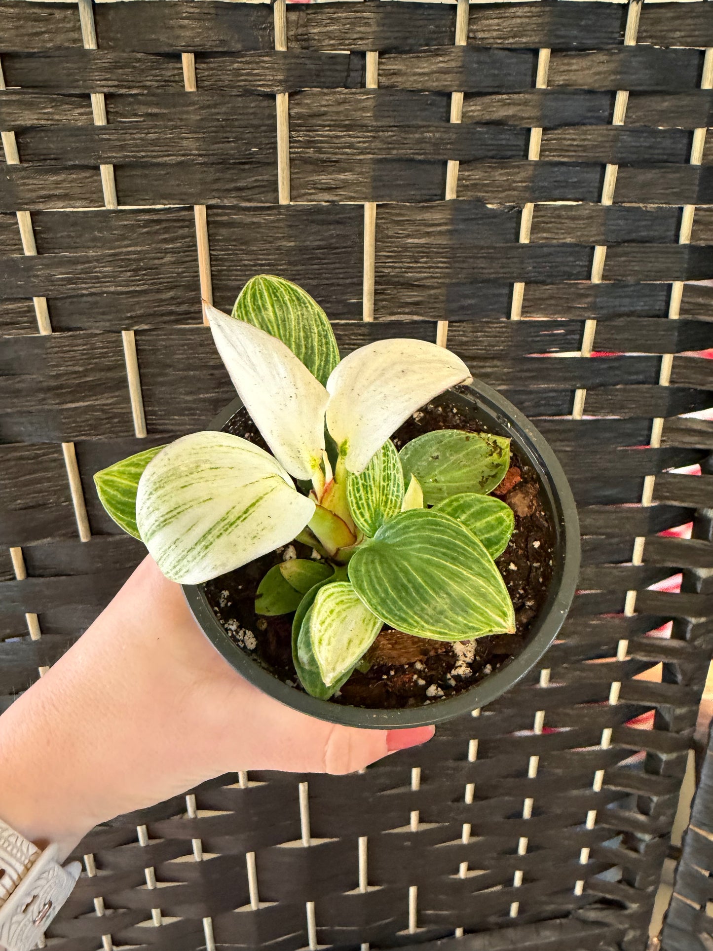 White Measure Philodendron 4in