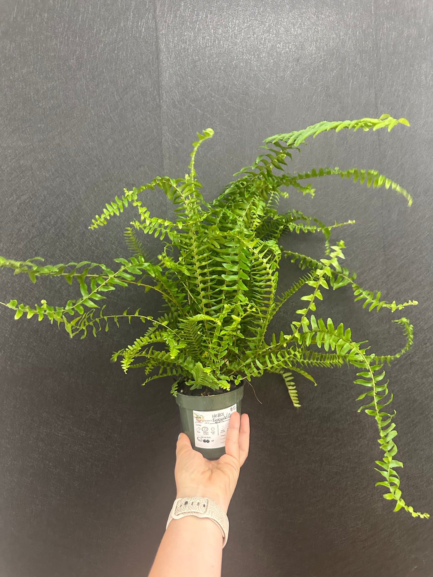 Kimberly Queen Fern 4in
