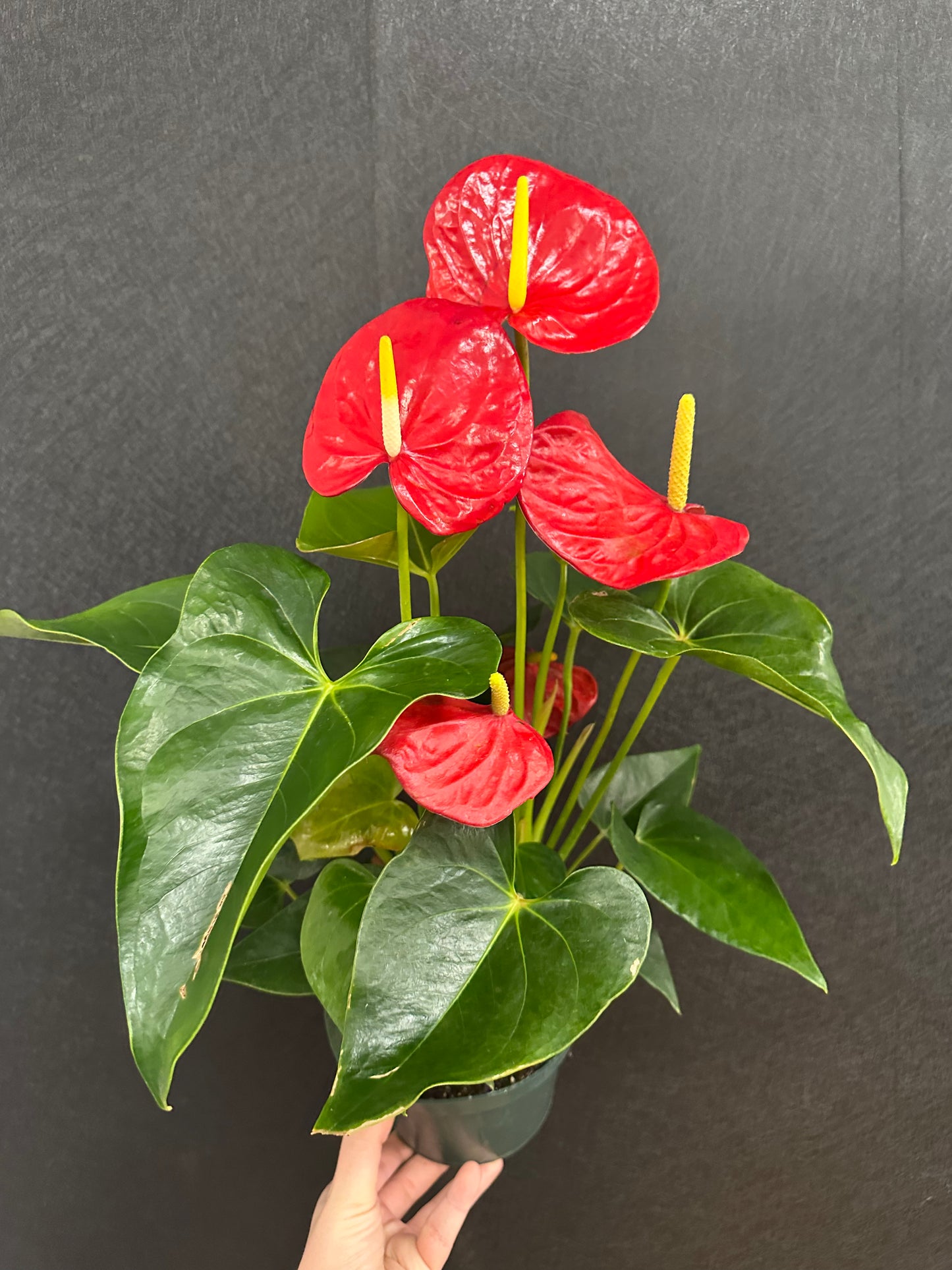 Red Anthurium 6in