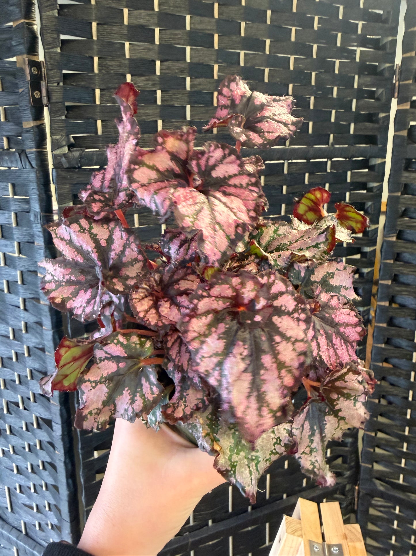 Jurassic Pink Splash Begonia 4in