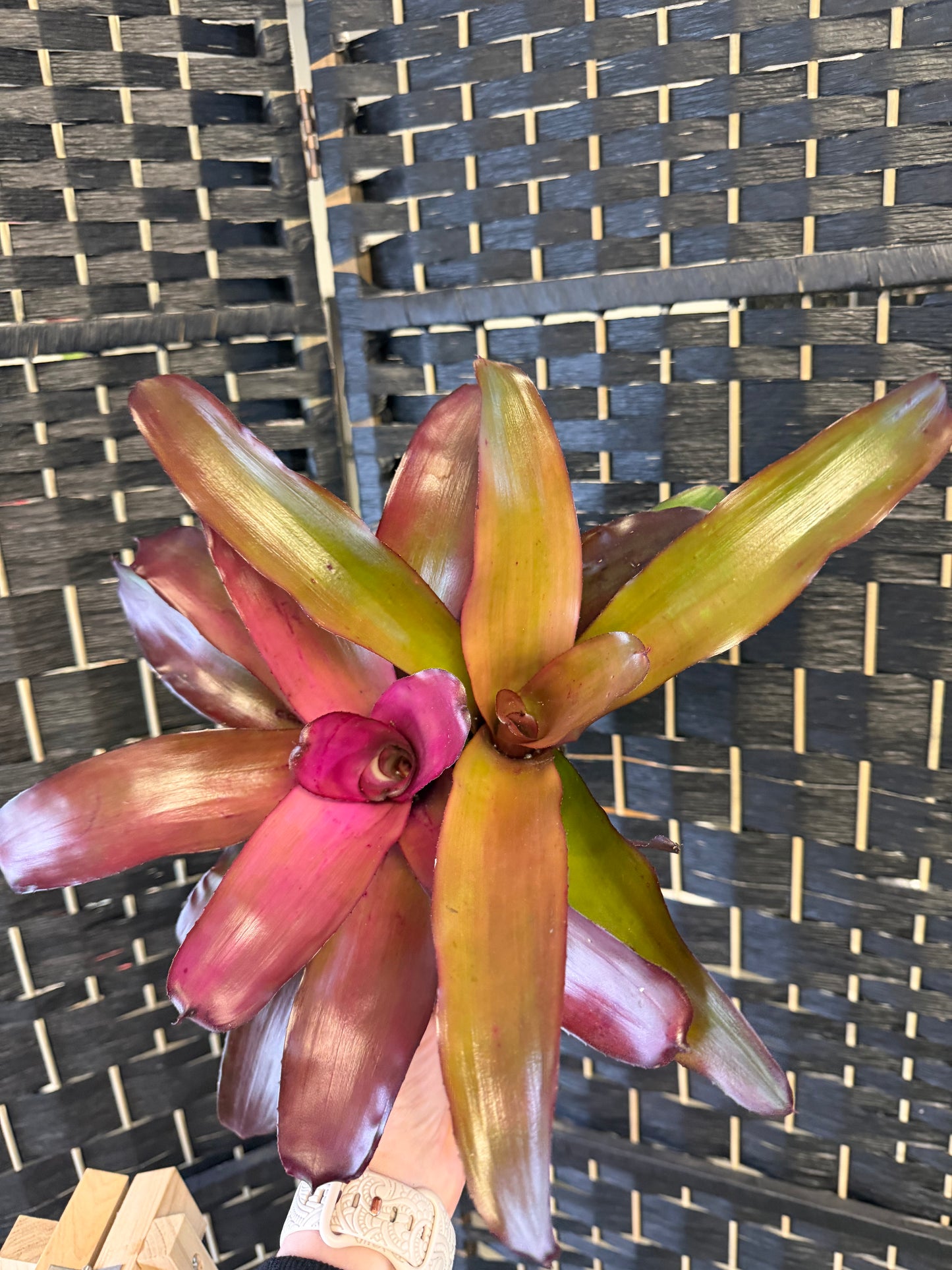 Grapevine Bromeliad 6in