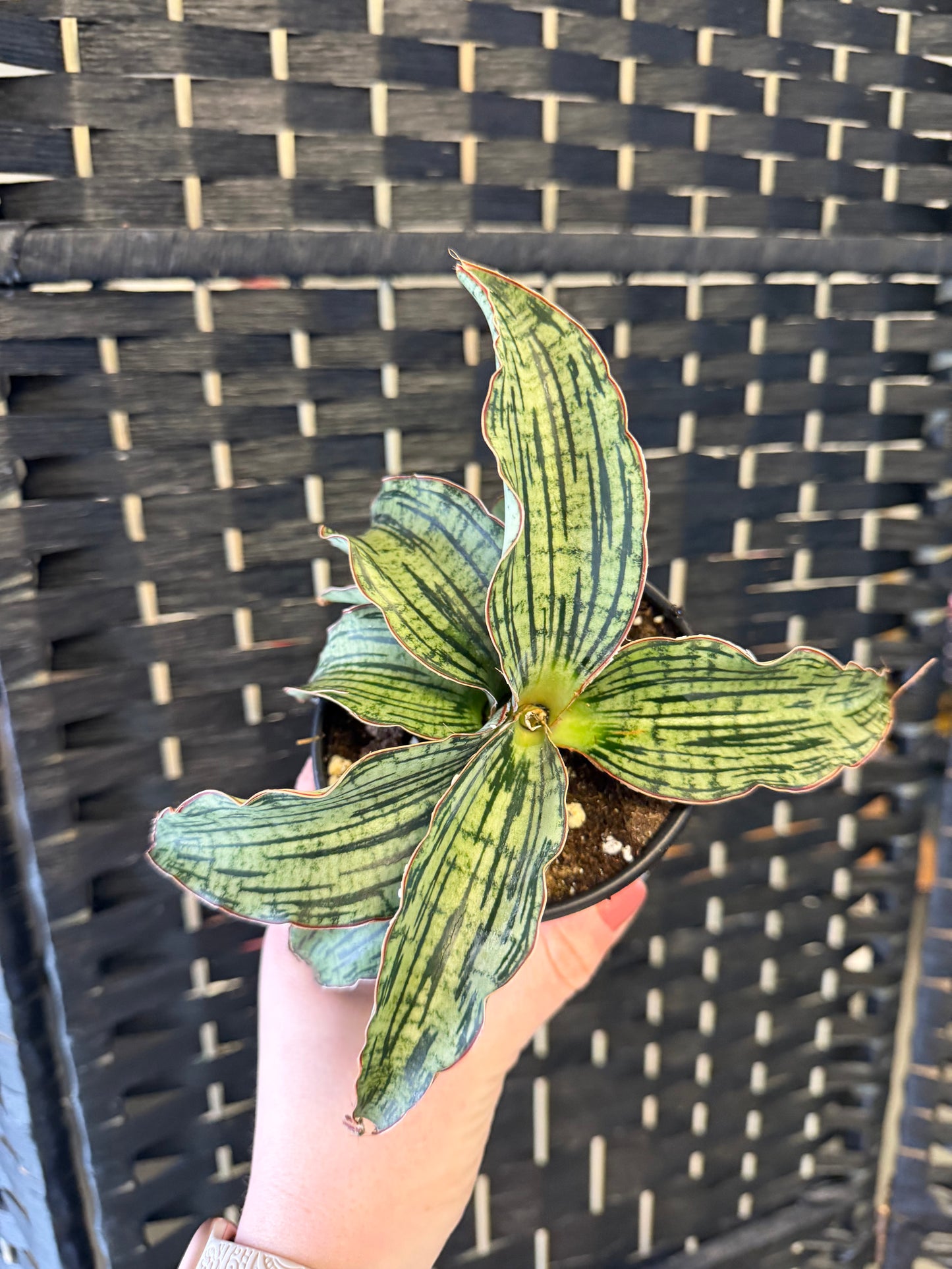 Cleopatra Snake Plant