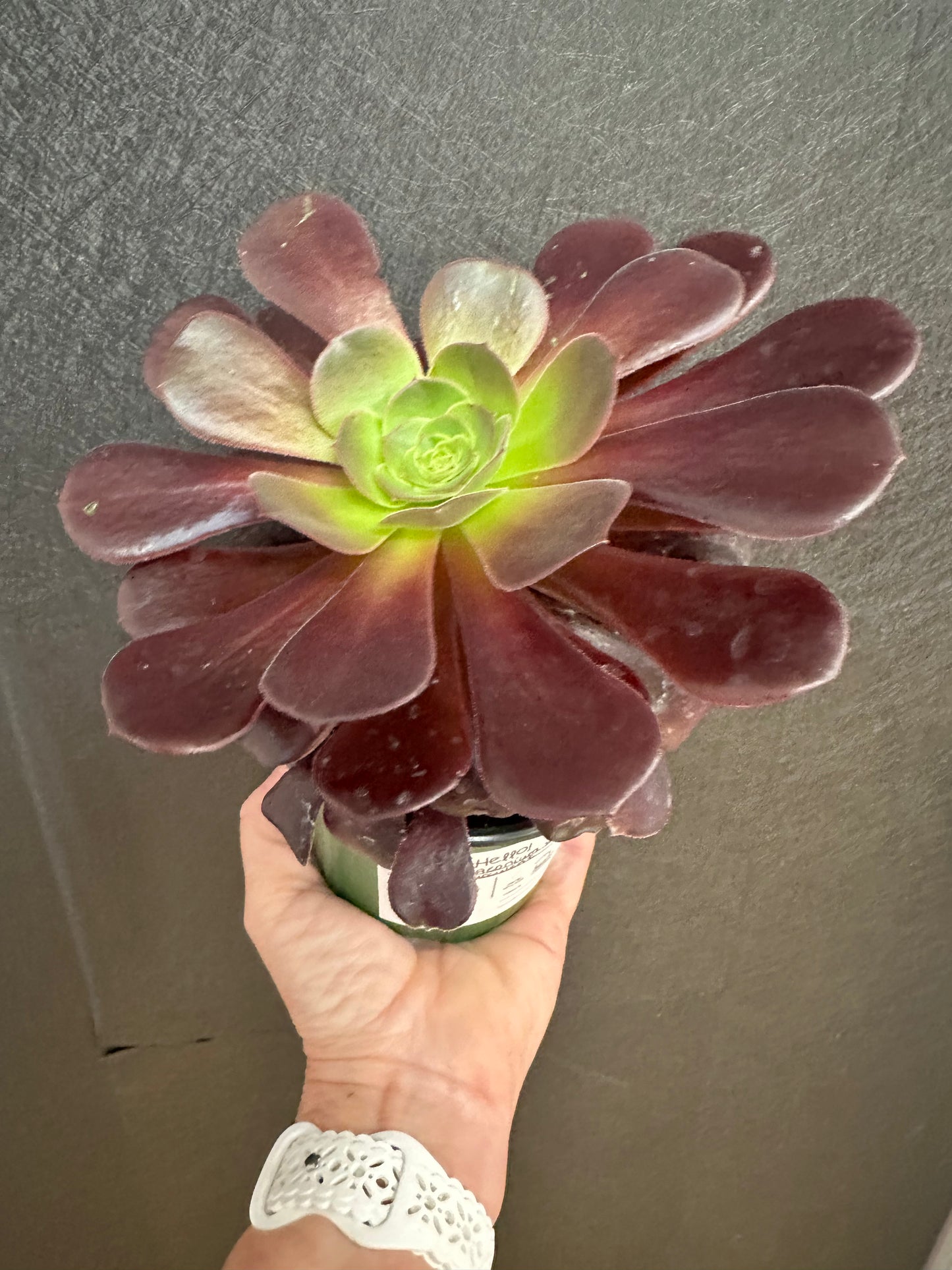 Aeonium Velour 4"