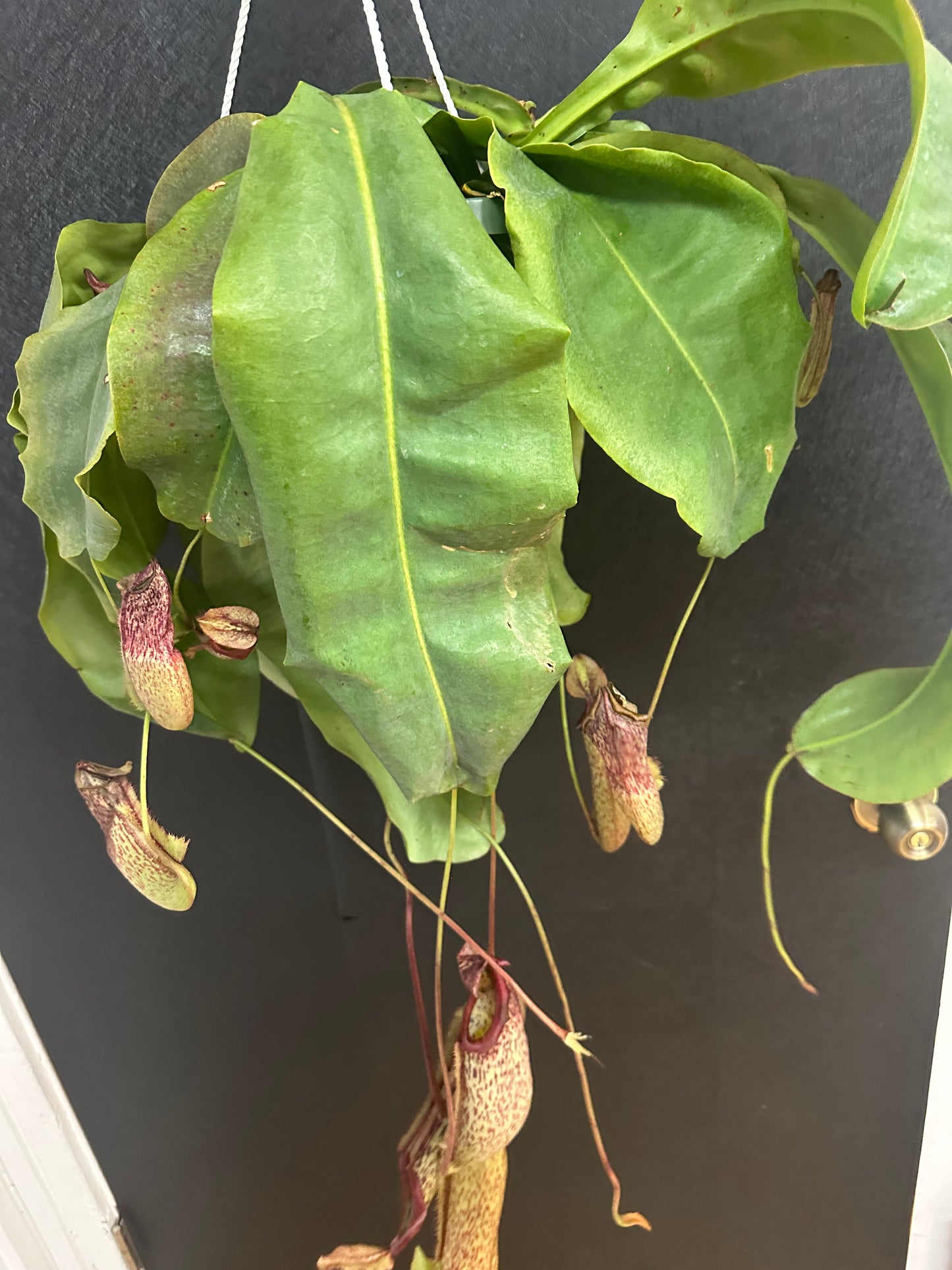 Monkey Cup Pitcher Plant-8in hanging