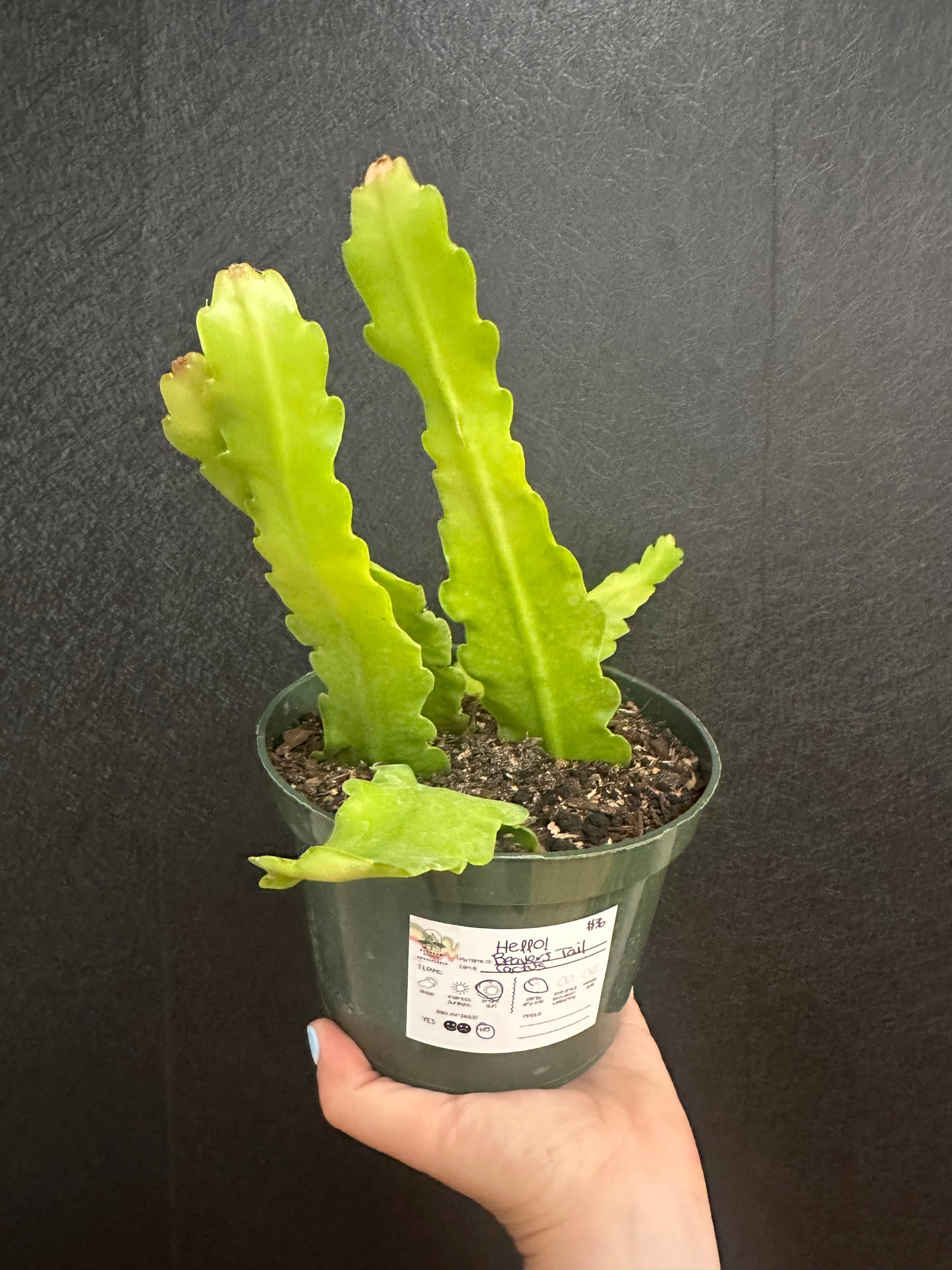 Beavers Tail Cactus 6in