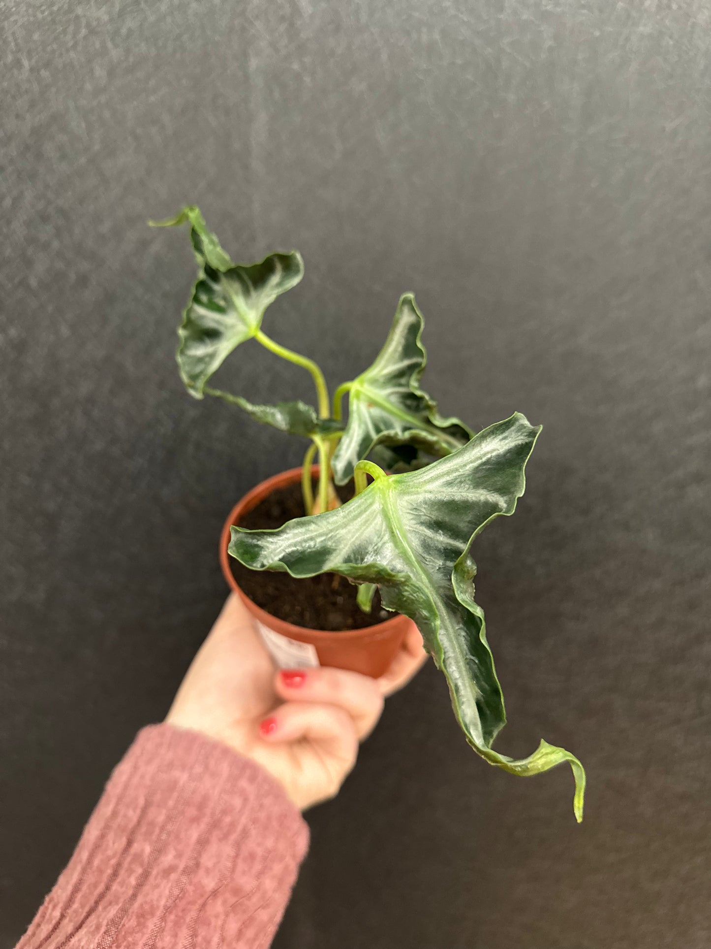 Alocasia Loco 4in