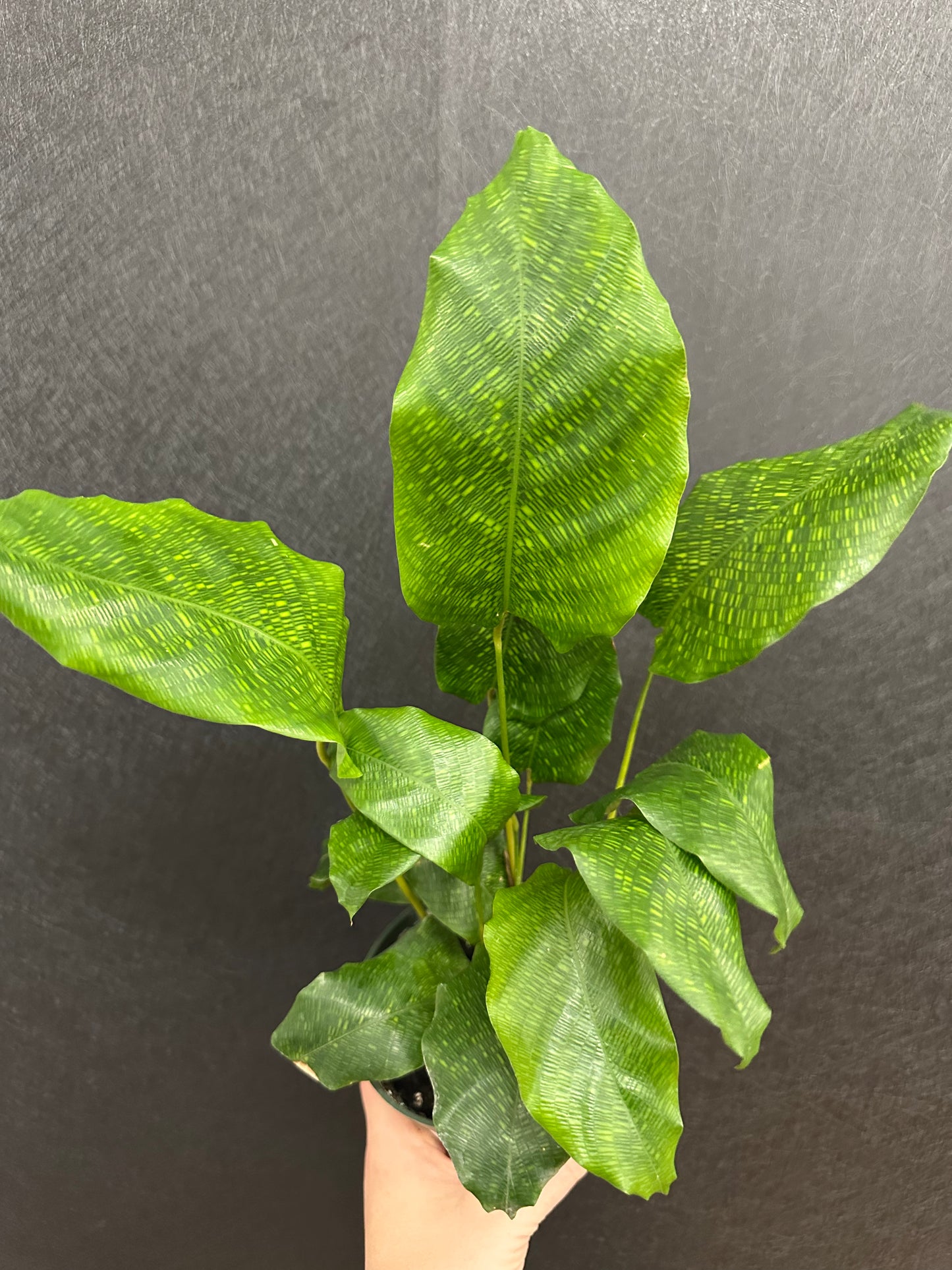 Calathea Musaica 4in