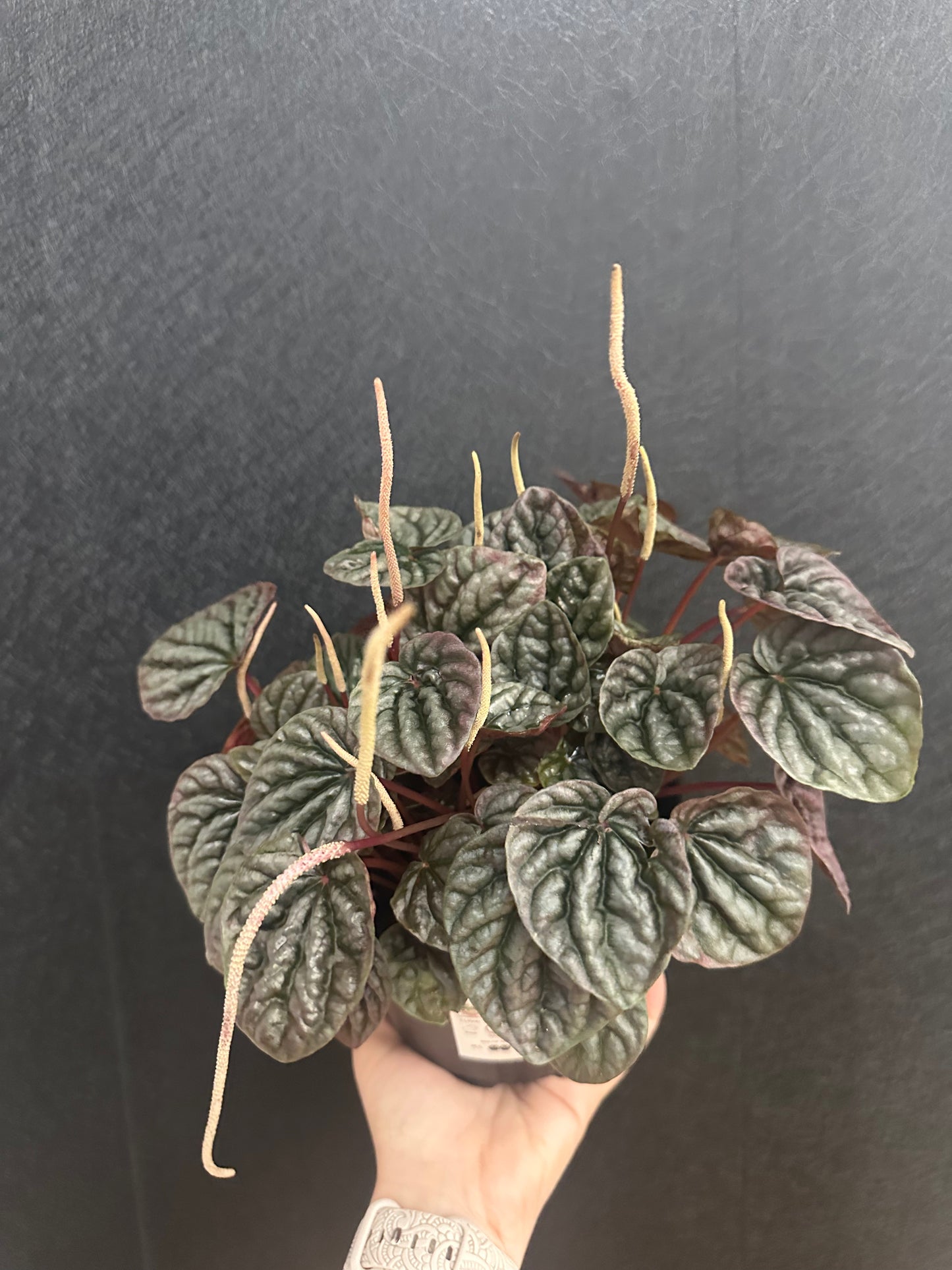Ripple Red Pepermonia 6in